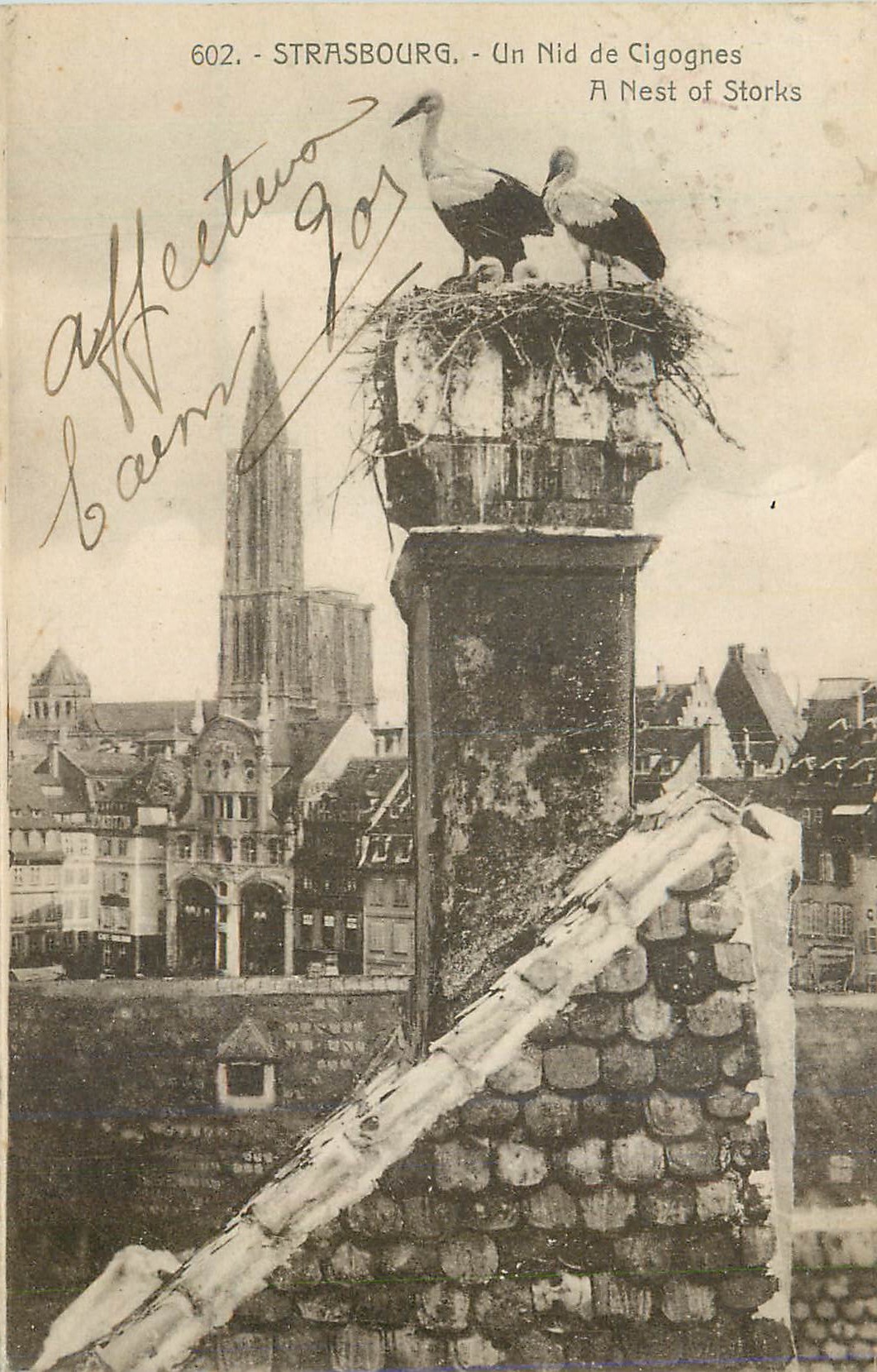CPA Strasbourg Un Nid de Cigognes A Nest of Storks
