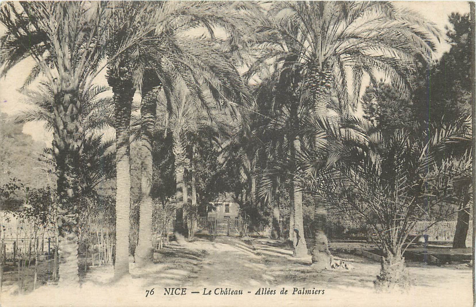 CPA Nice Le Chateau Allees de Palmiers
