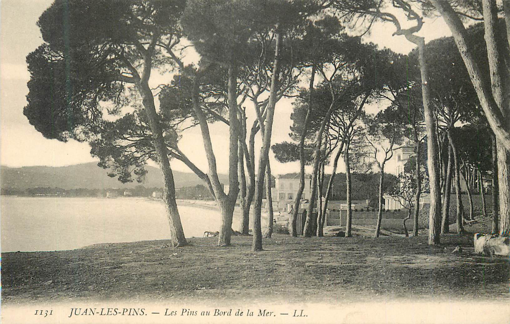 CPA Juan Les Pins Les Pins au Bord de la Mer