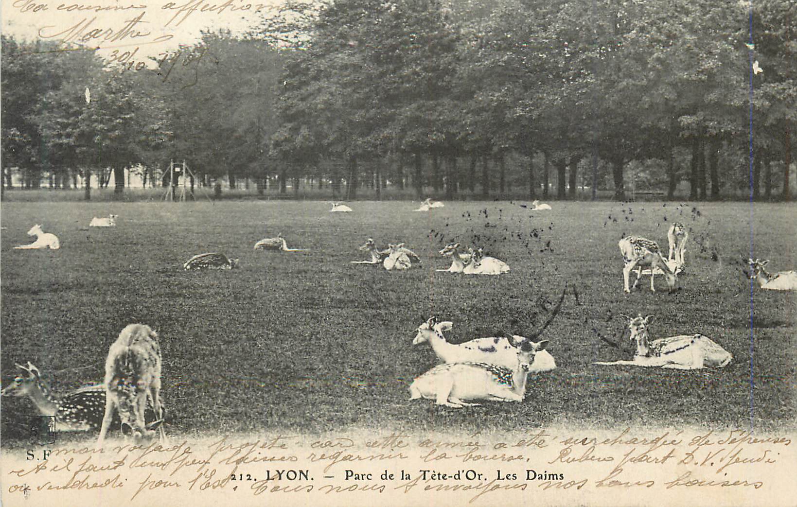 LYON. — Parc de la Tête-d'Or. Les Daims