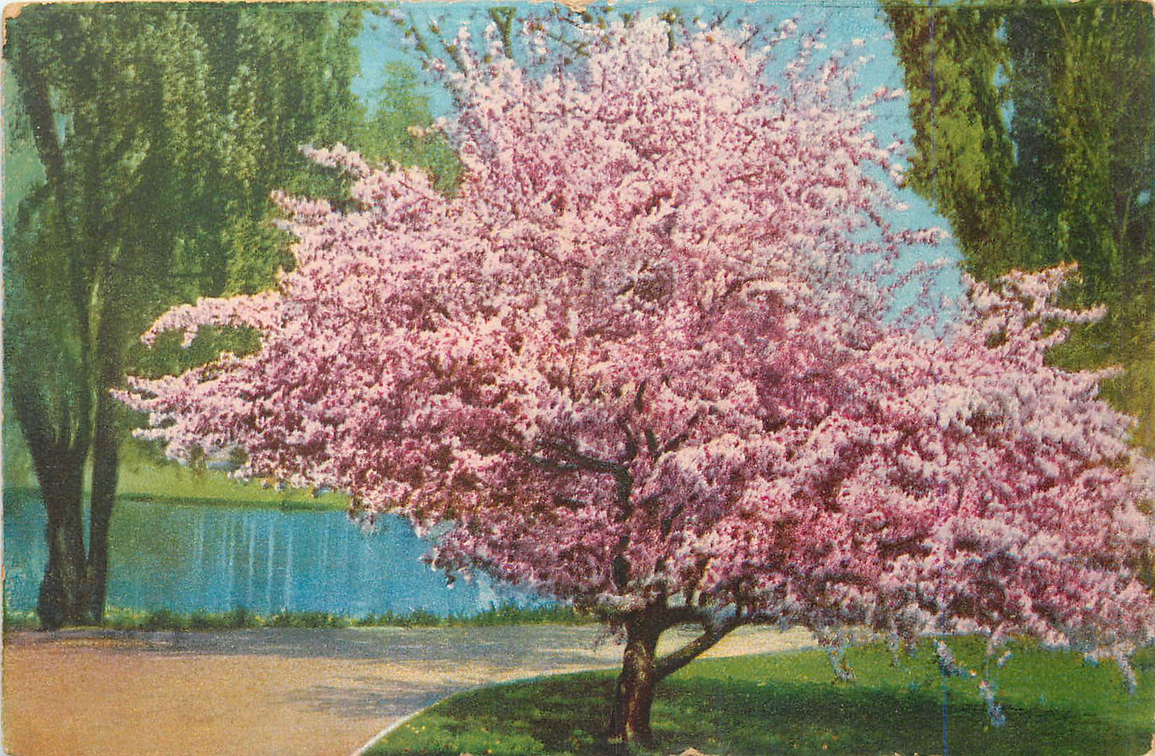 CPA Arbre
