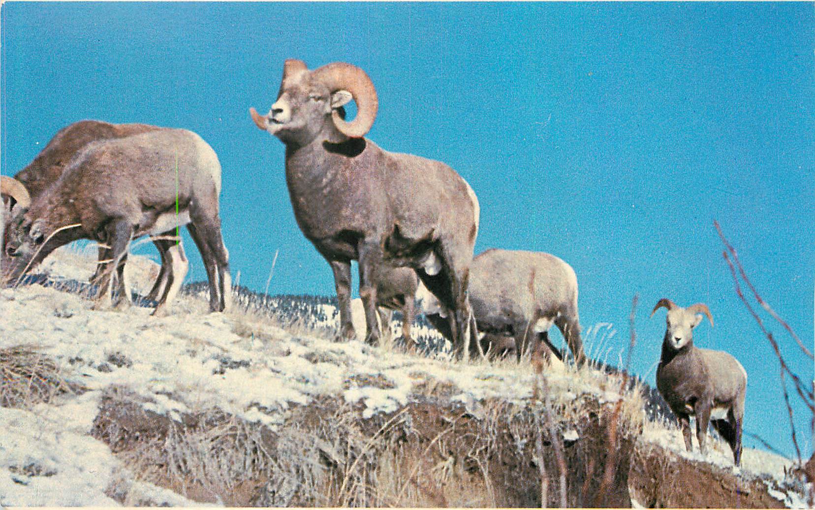 CPM Canadian Rockies Rocky Montain Bighorn Sheep frequently seen along the highways of the national parks