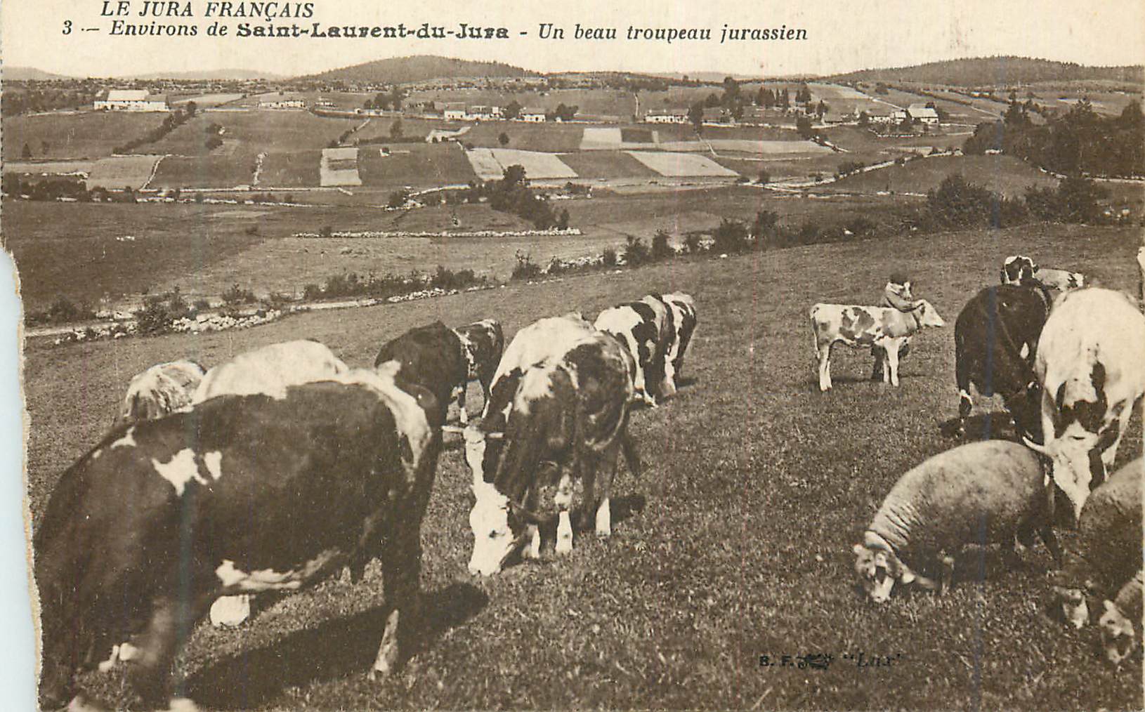 Saint-Laurent-du-Jura — Un beau troupeau jurassien — B. F. « Lus »