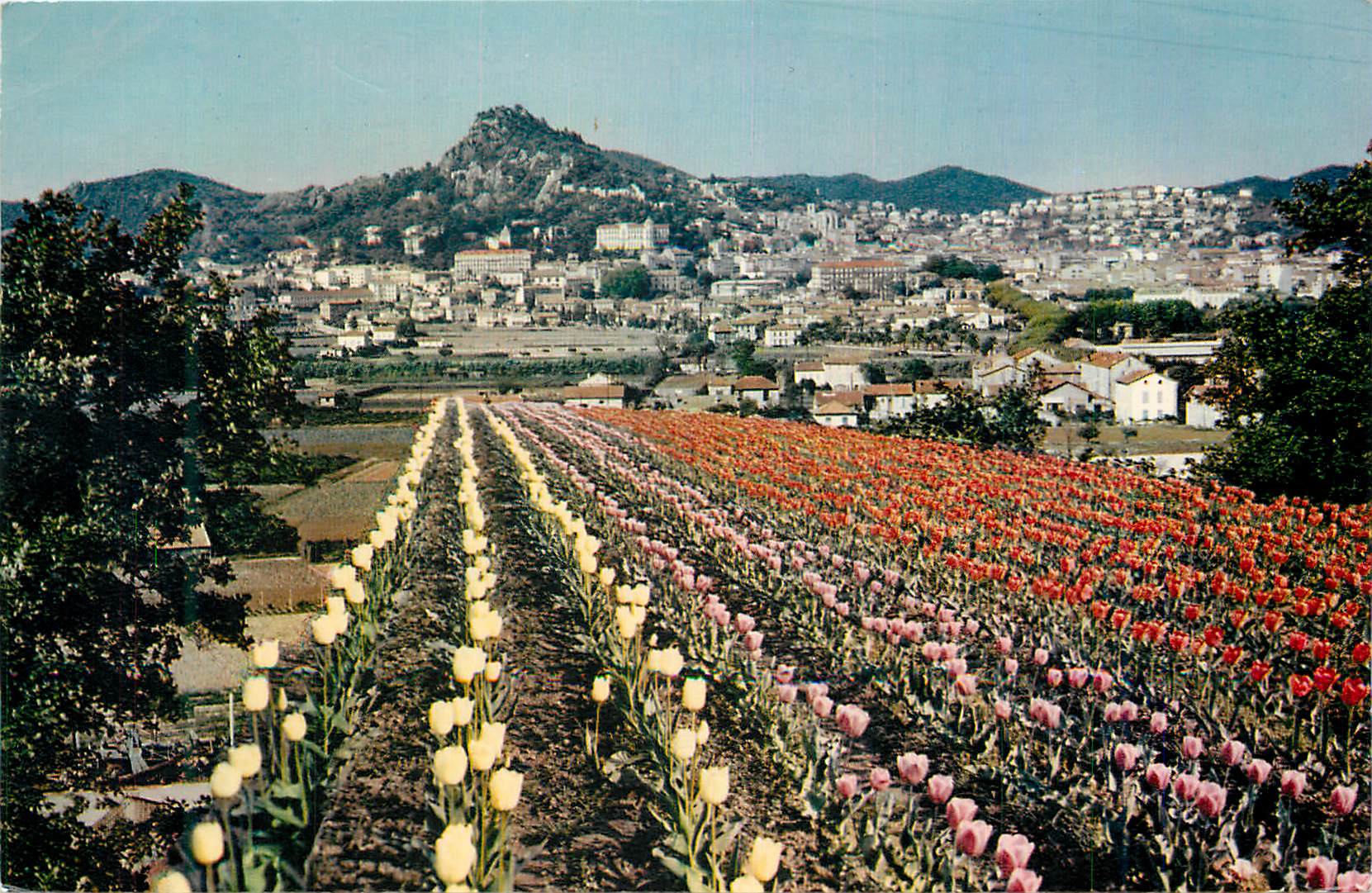 Champs de tulipes — vue sur Montpellier — éditeur non identifiable