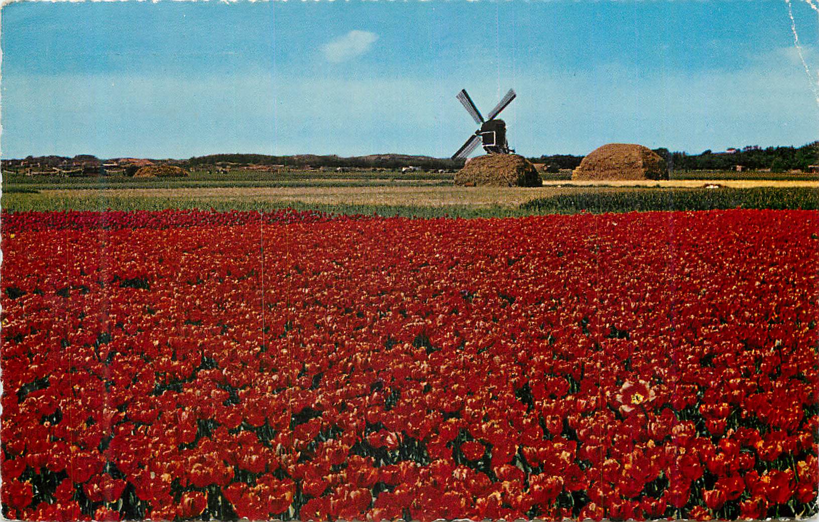 CPM De Bloemenvelden in Bloei it is Buld Time Moulin a vent