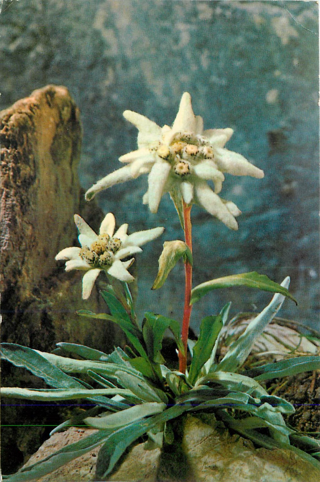 CPM Leontopodium Alpinum Etoile des Glaciers