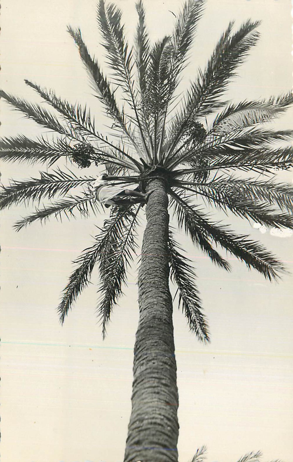 CARTE PHOTO Palmier Tagiura