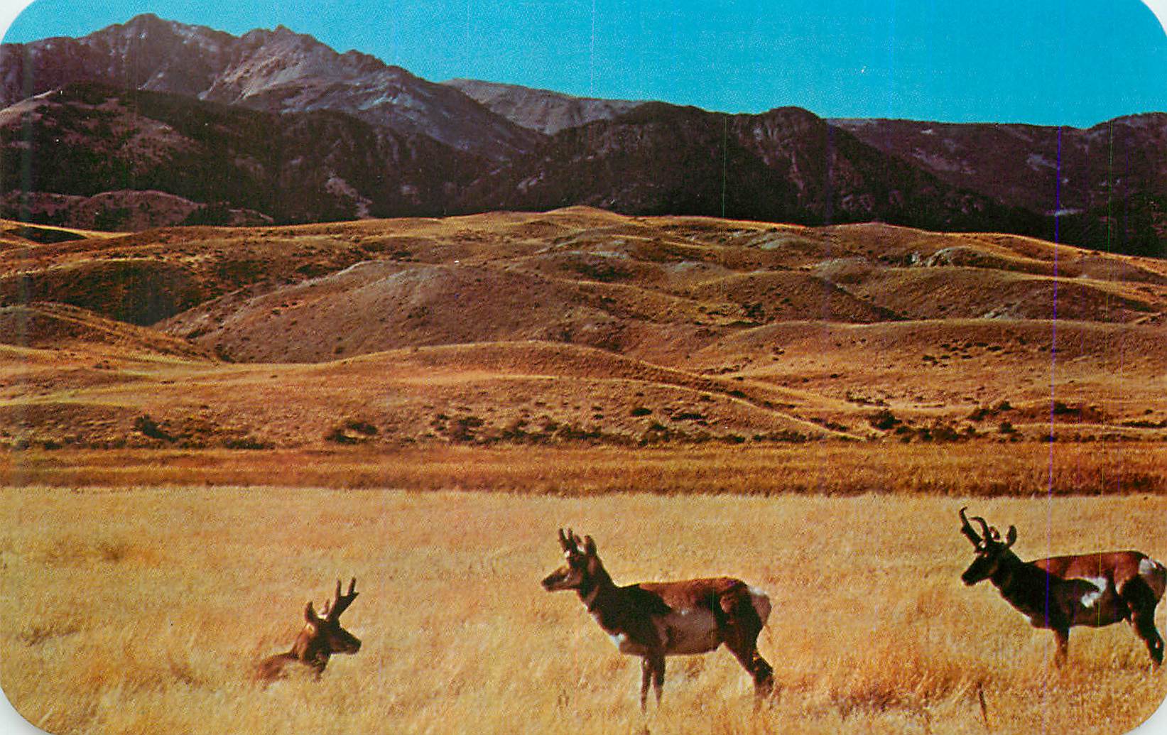 CPM Group of Antelope on the prairies of Wyoming
