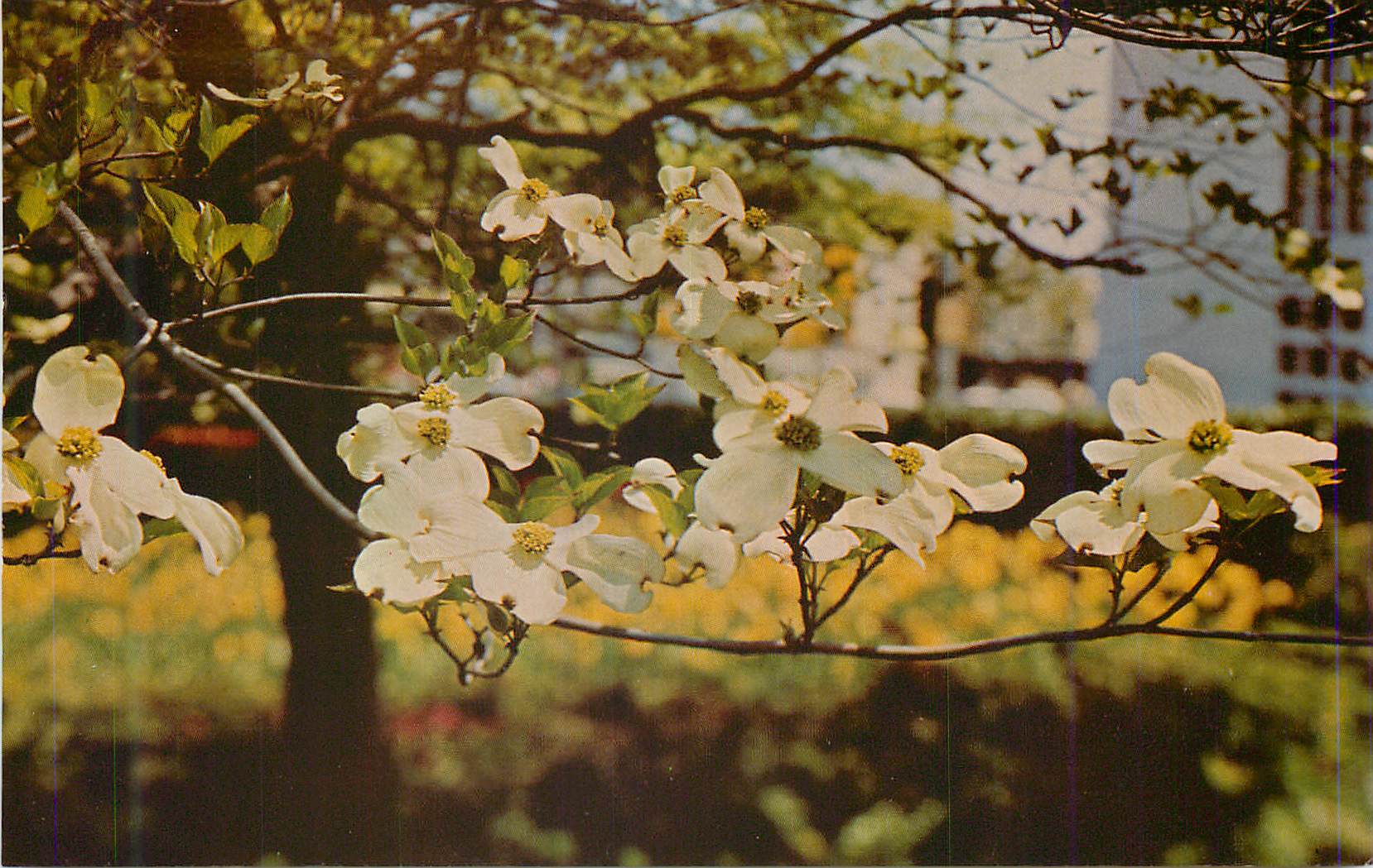 CPM Atlanta The Dogwood City