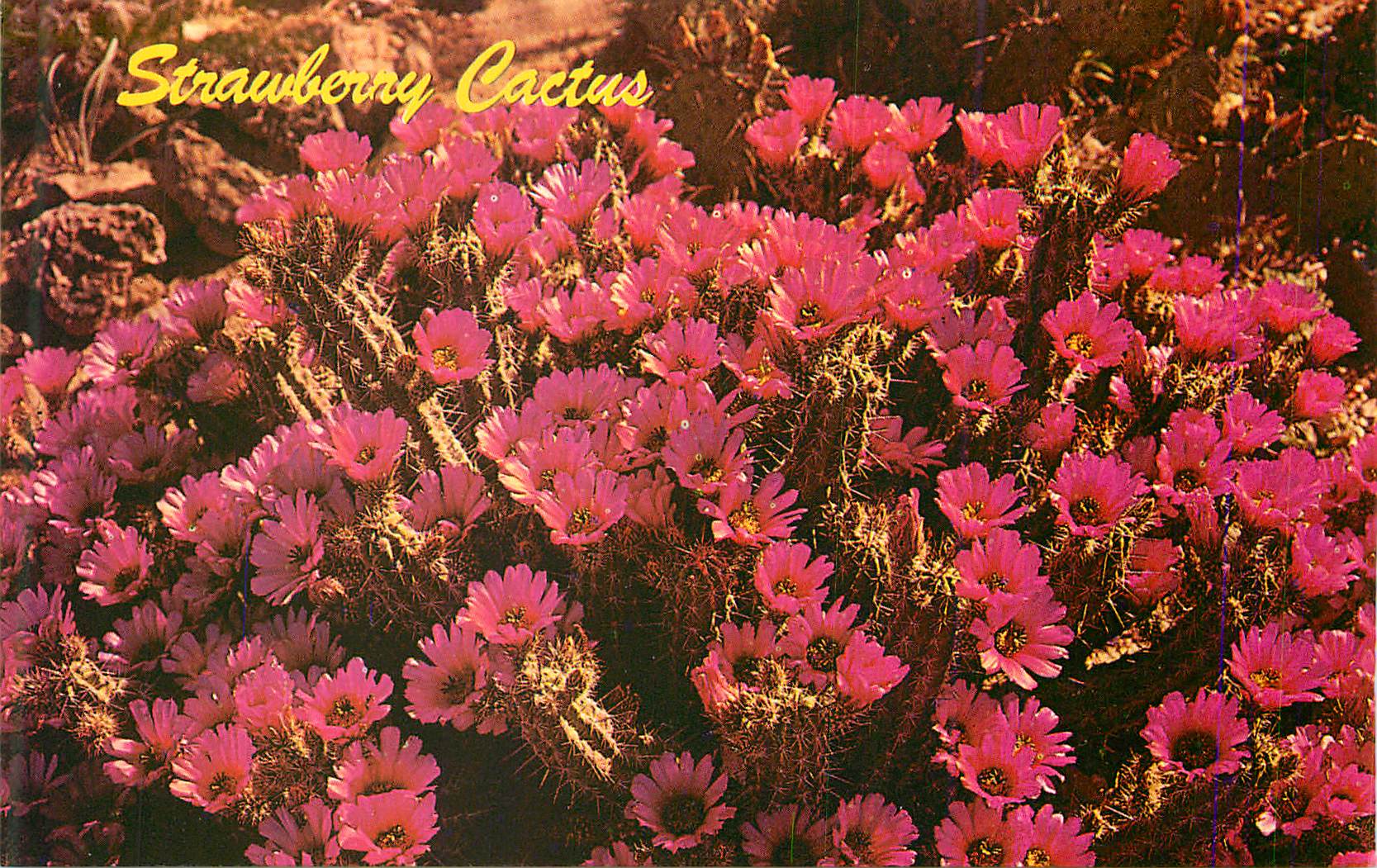 CPM Strawberry Cactus