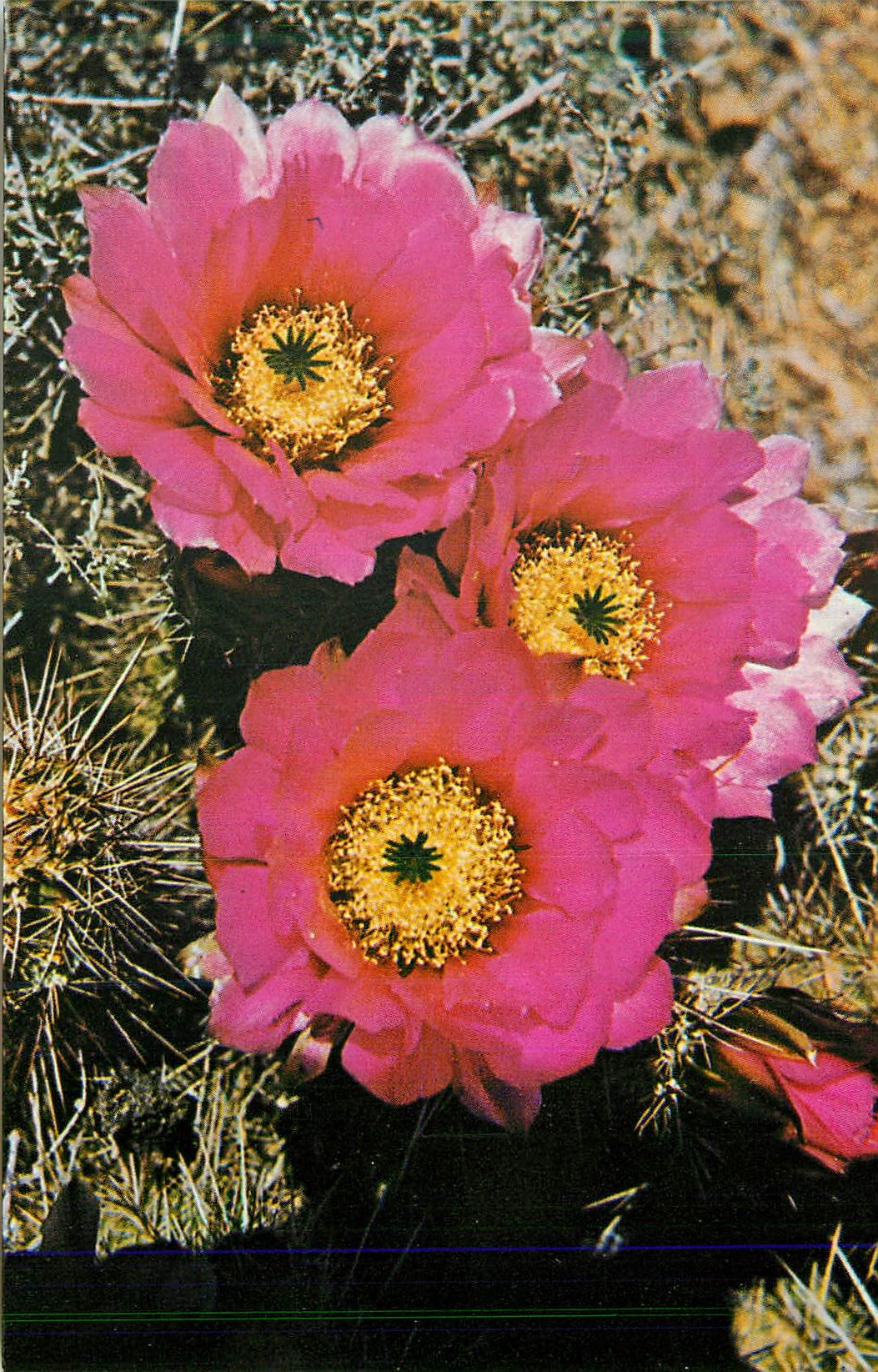 CPM Hedgehog Cactus of the Arizona Desert