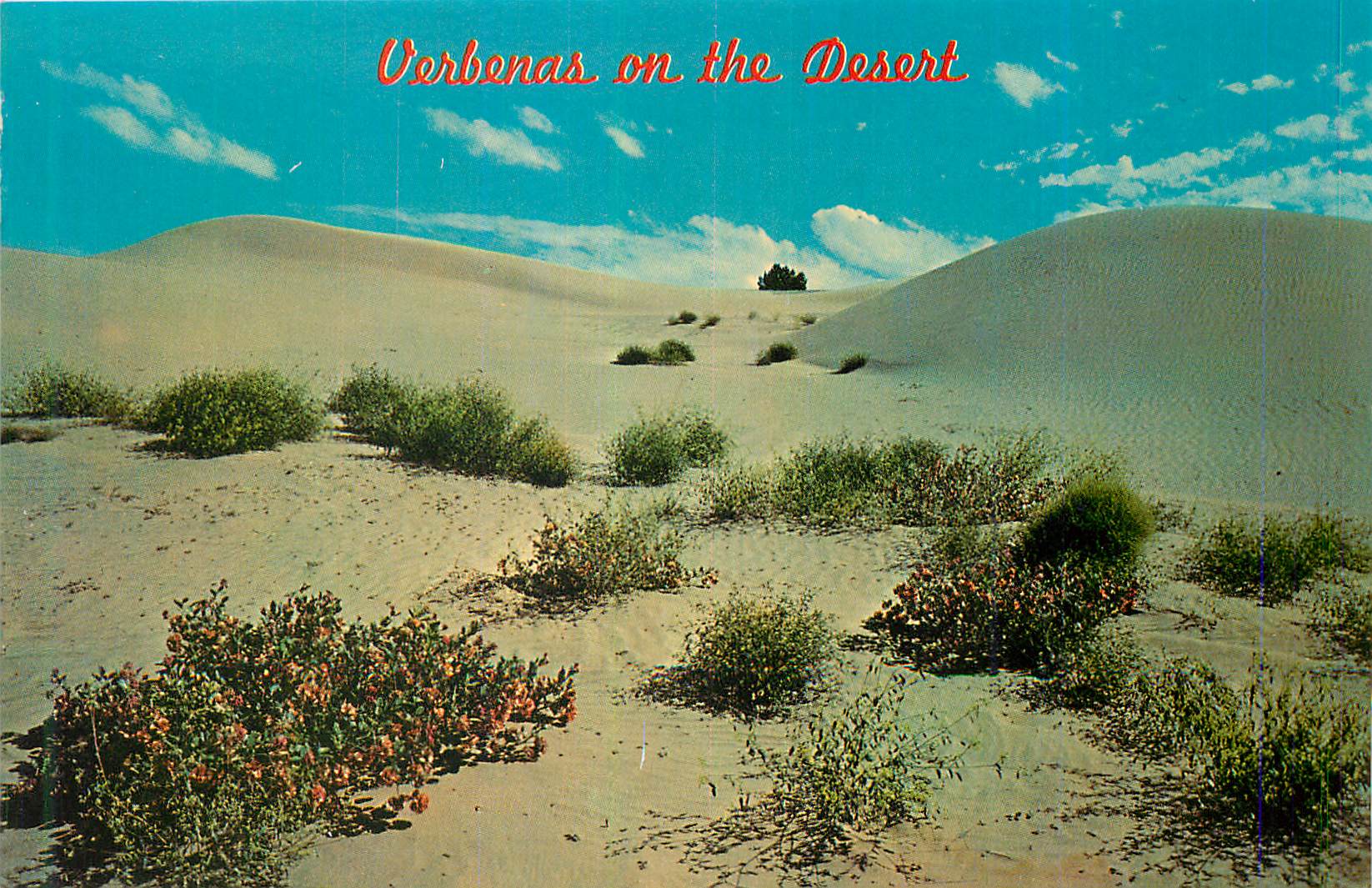 CPM Verbenas on the Desert 