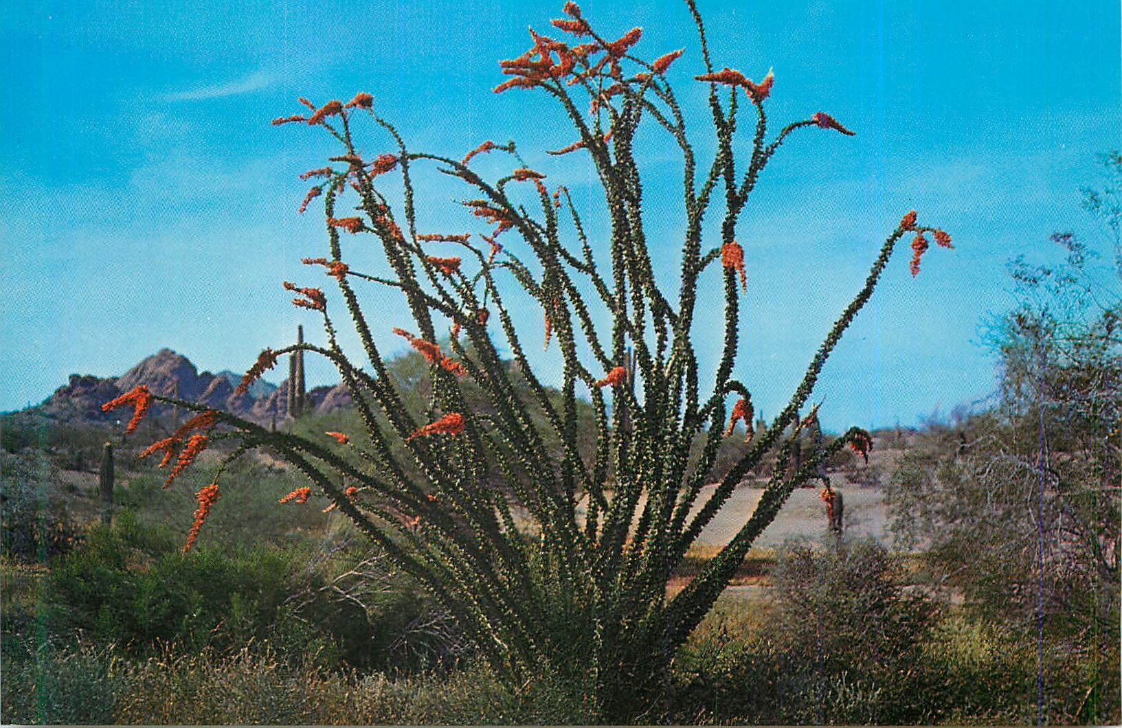 CPM Ocotilla One of the Most Spectaculor of all the Colorful flora which bloom on the Desert