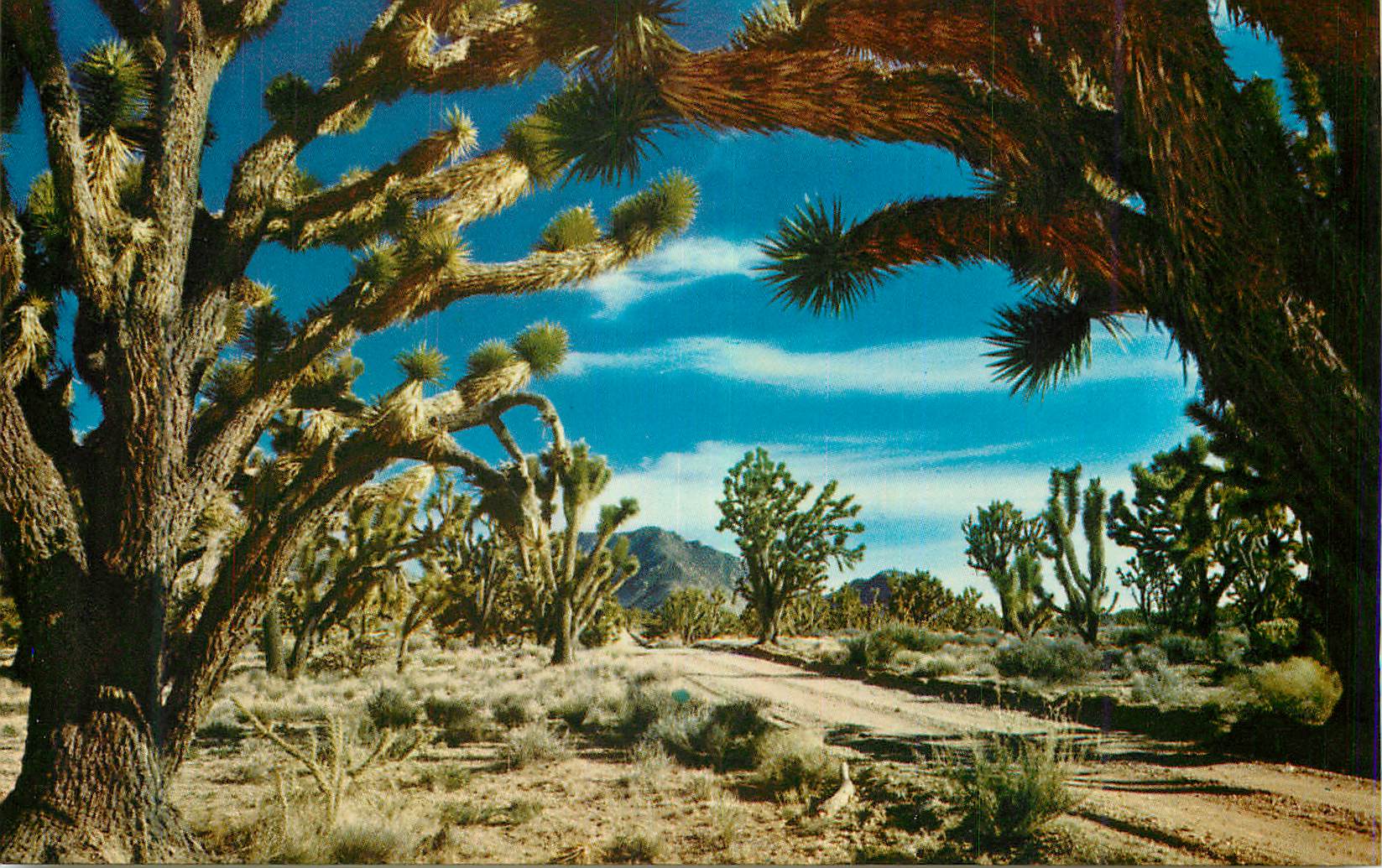 CPM Joshua Tree Forest