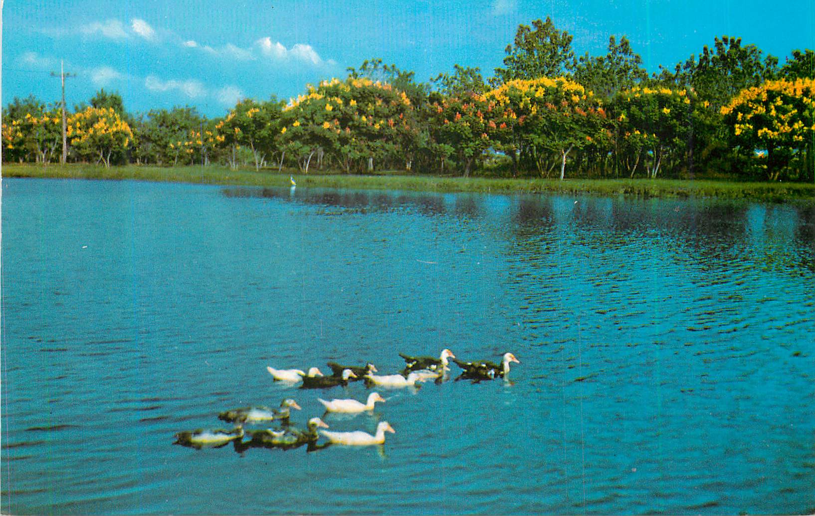 CPM New Orleans Louisiana City Park Lagoon