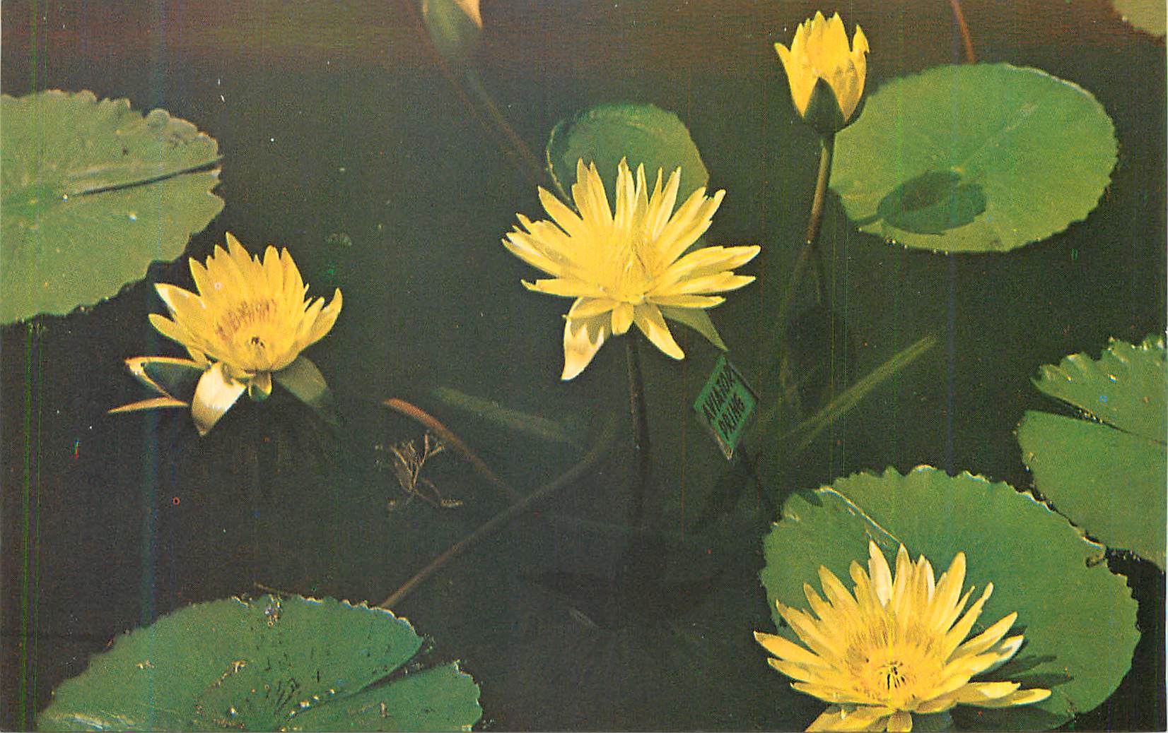 CPM Tropical Water Lily Aviator Pring on display at the Missouri Botanical
