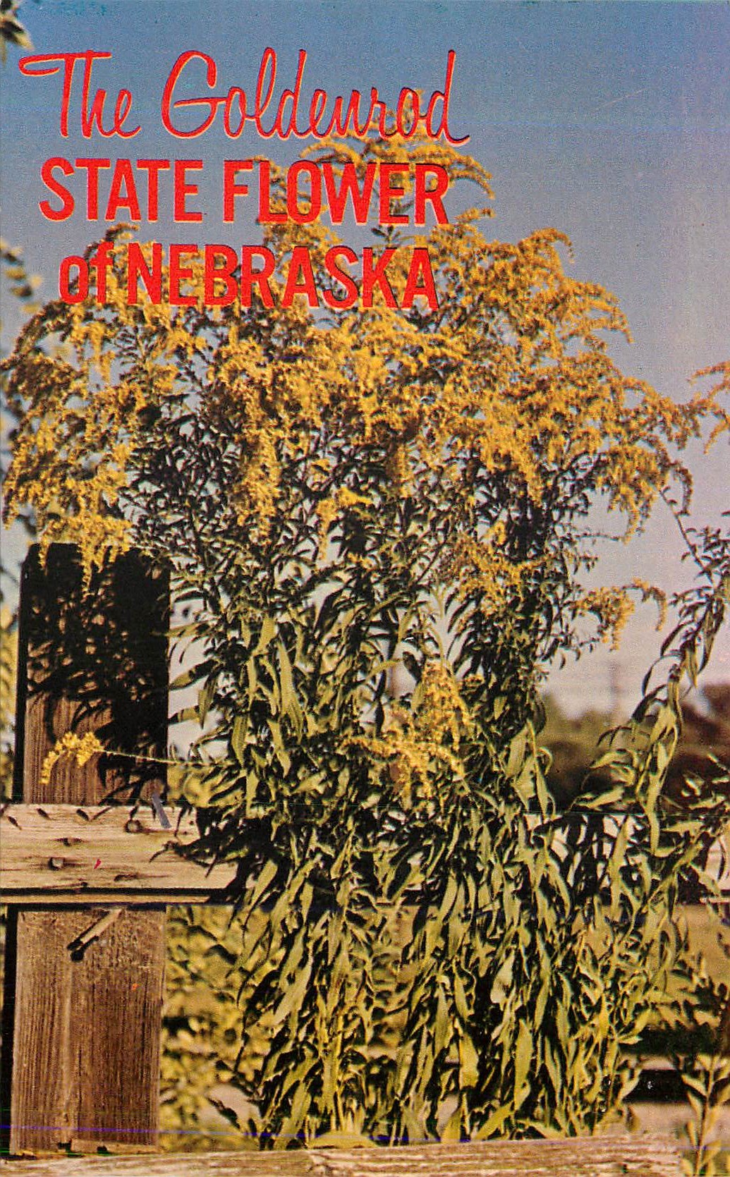 CPM The Goldenrod State Flower of Nebraska