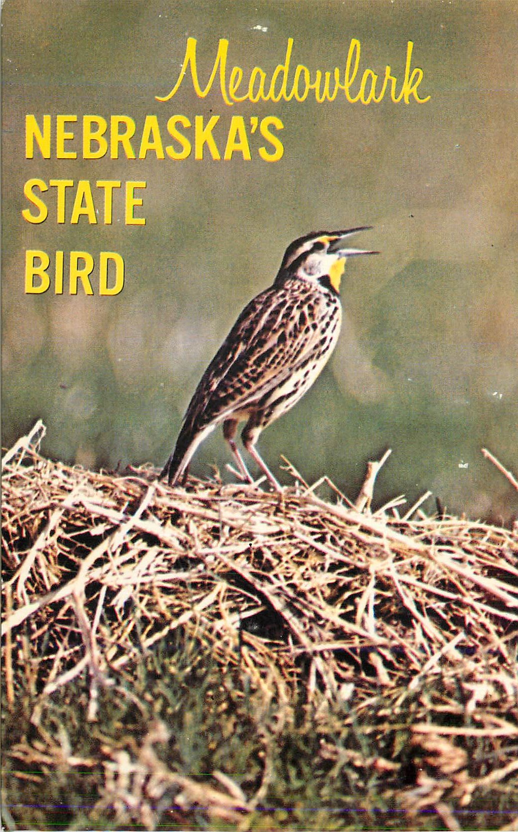 CPM Meadowlark Nebraska's State Bird
