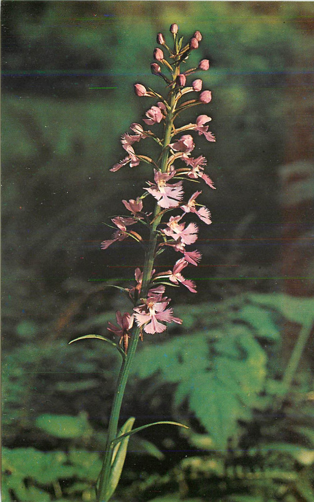 CPM Purple Fringed Orchid (Habenaria Fimbriata)