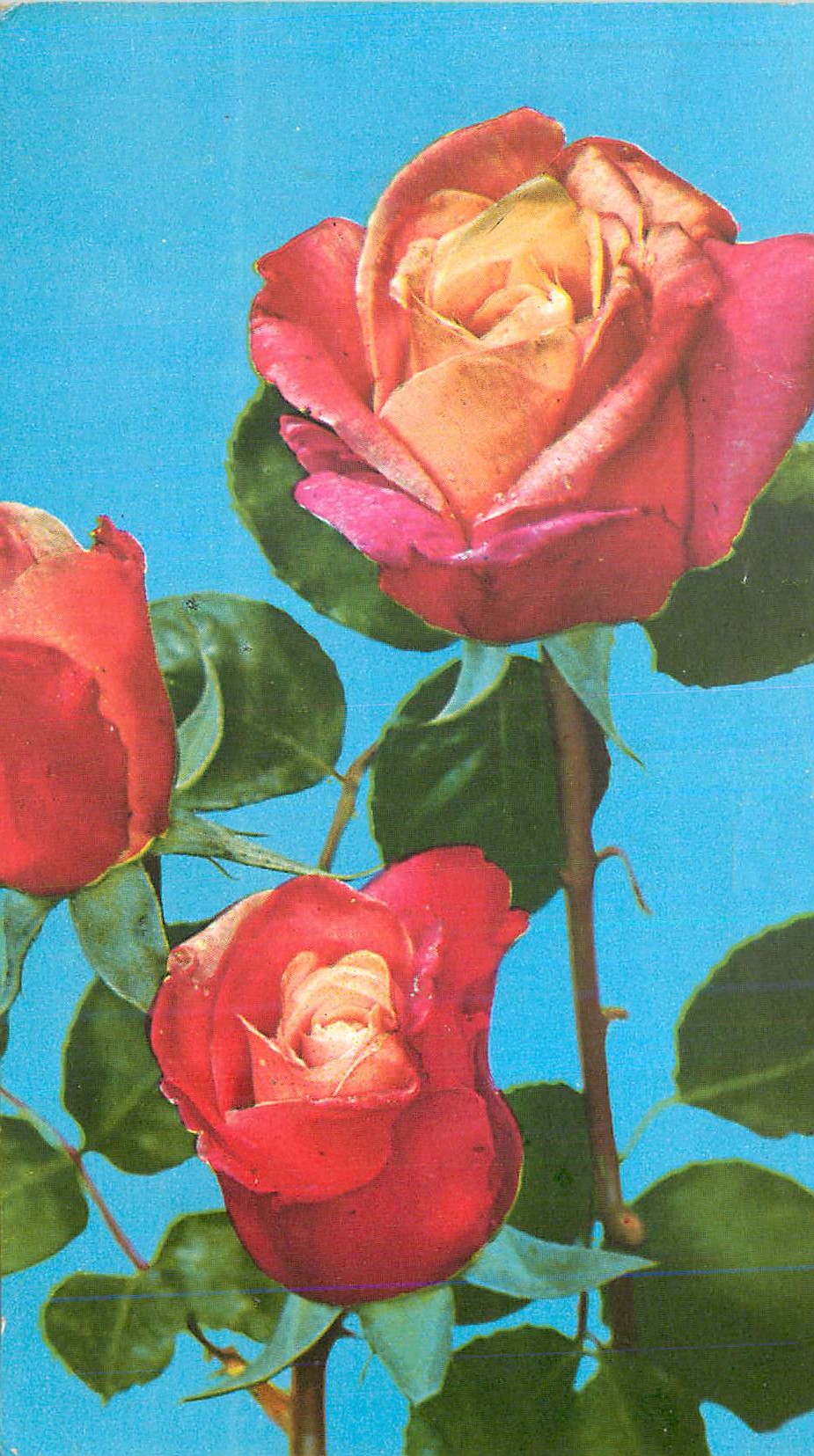 CPM Rosa
