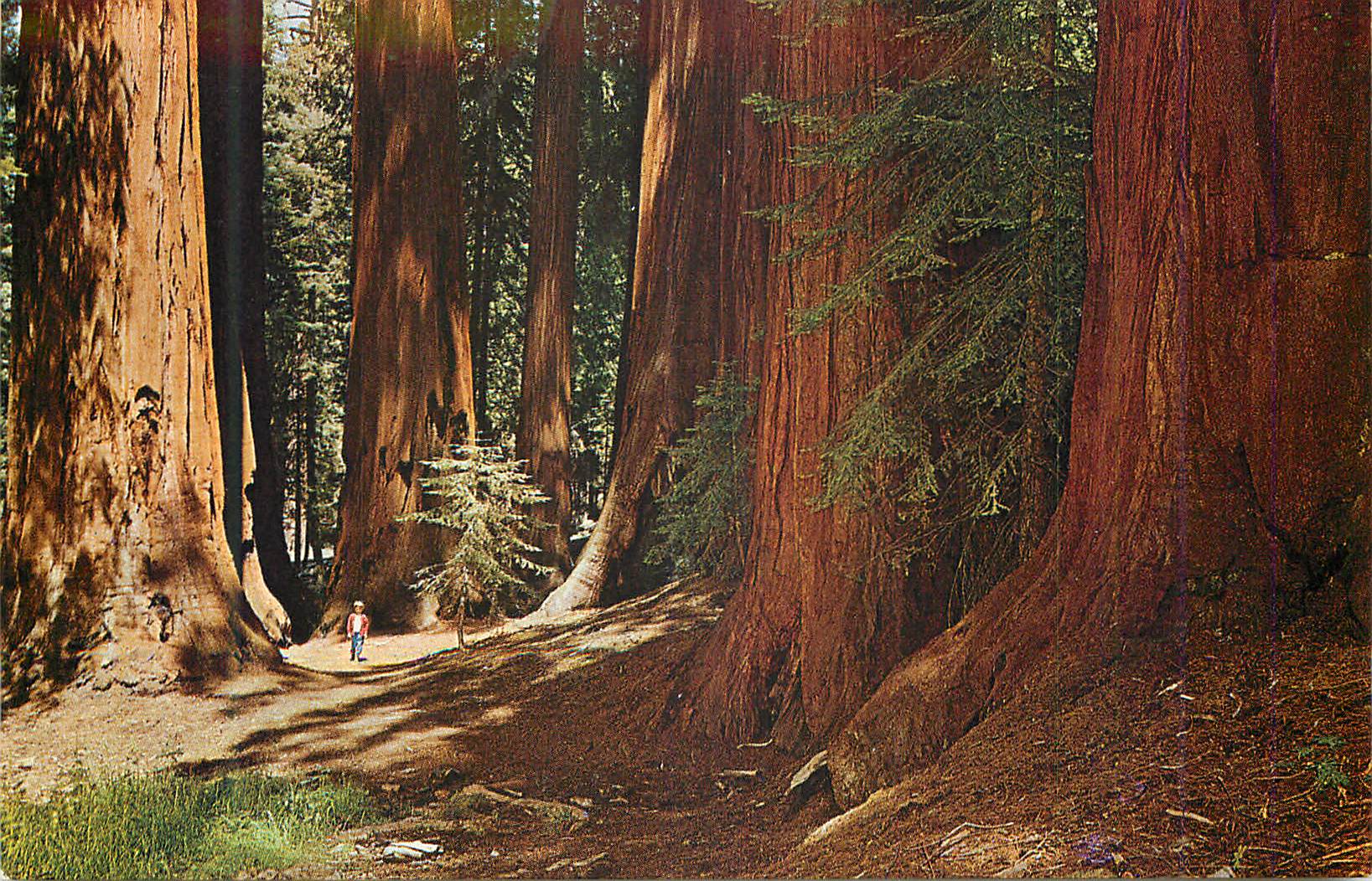 CPA The Famous Senate Group California Redwoods