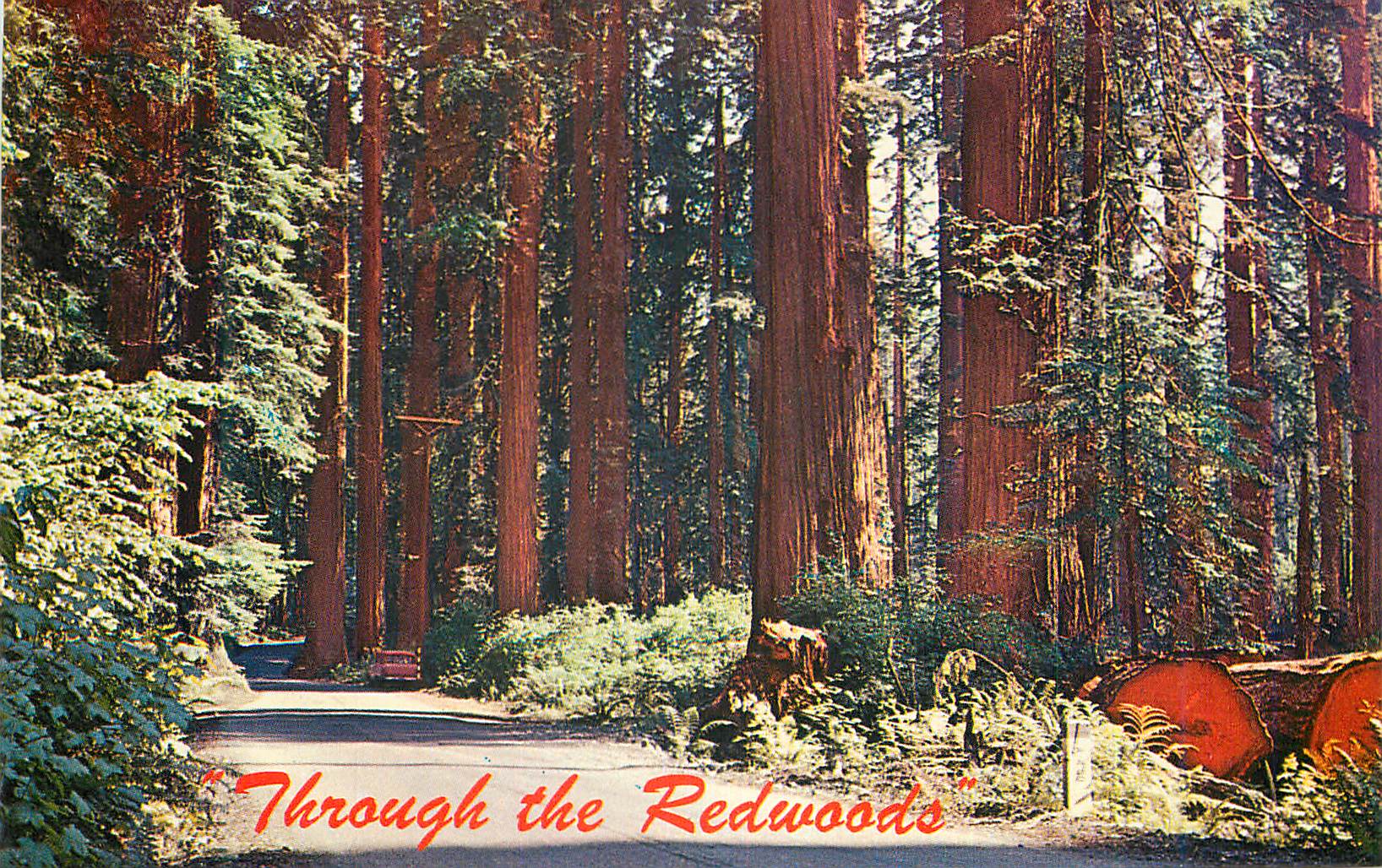 CPA Giant Redwoods of Northern California