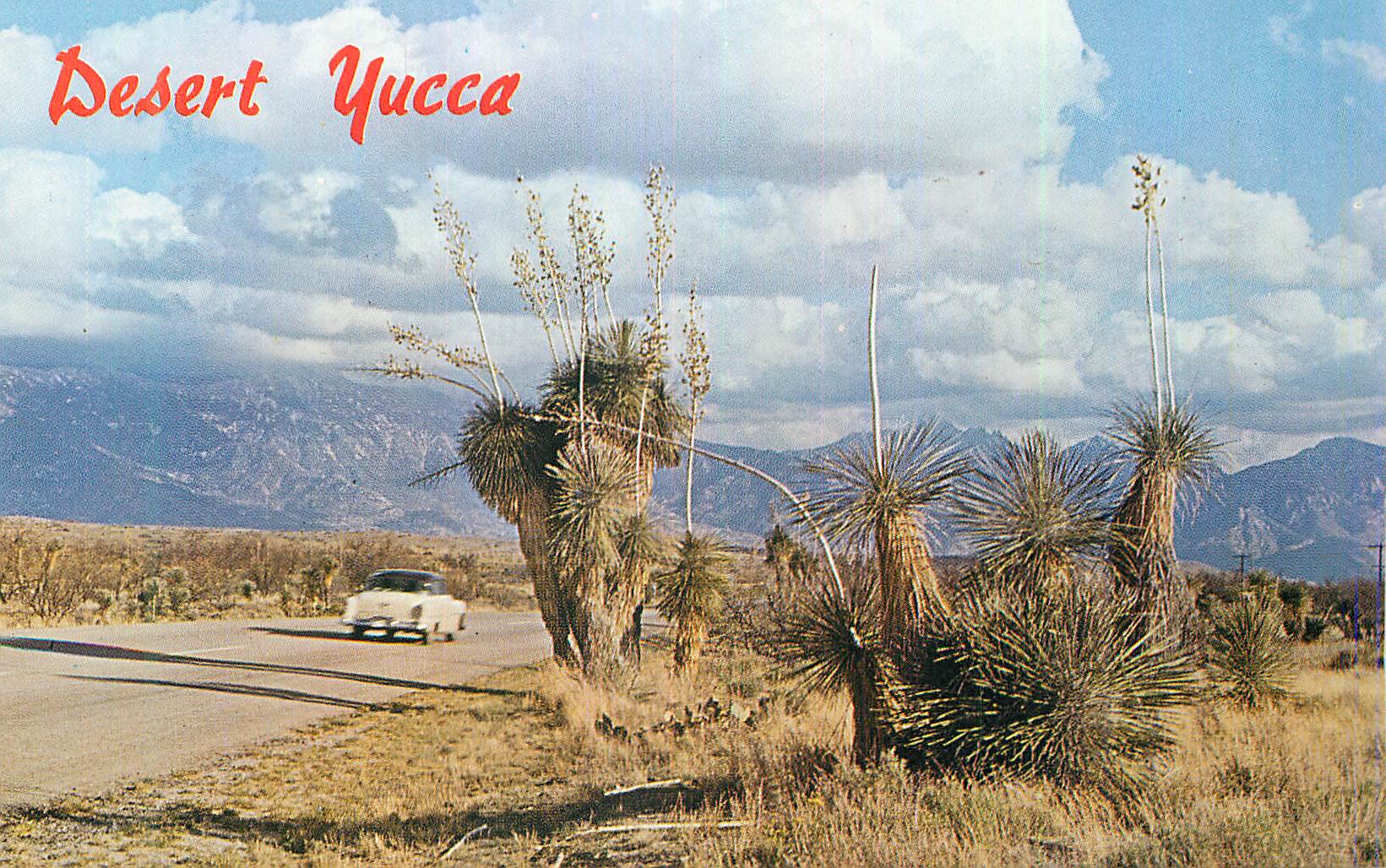 CPA Desert Yucca (Spanish Bayonet)