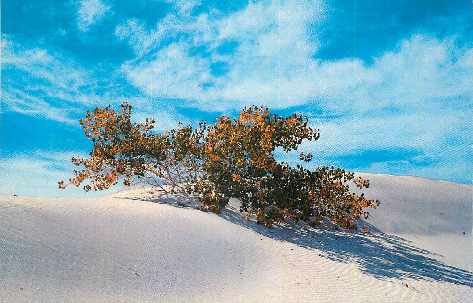 CPA New Mexico Buried Cottonwood Tree White Sands National Monument