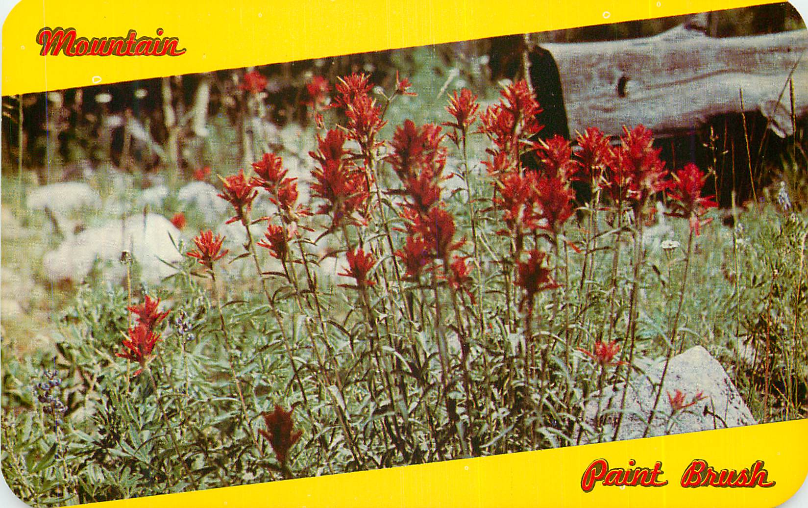 CPA Indian Paint Brush Flower of Mountain and Plain State Flower of Wyoming