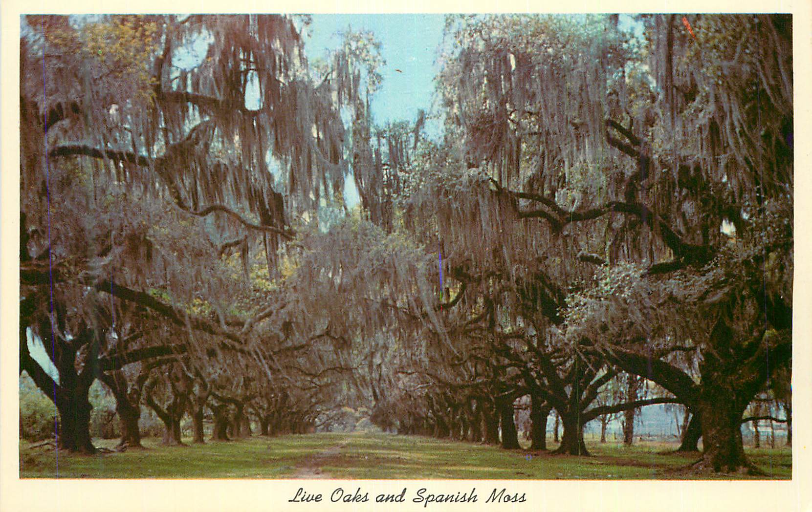 CPA Live Oaks and Spanish Moss