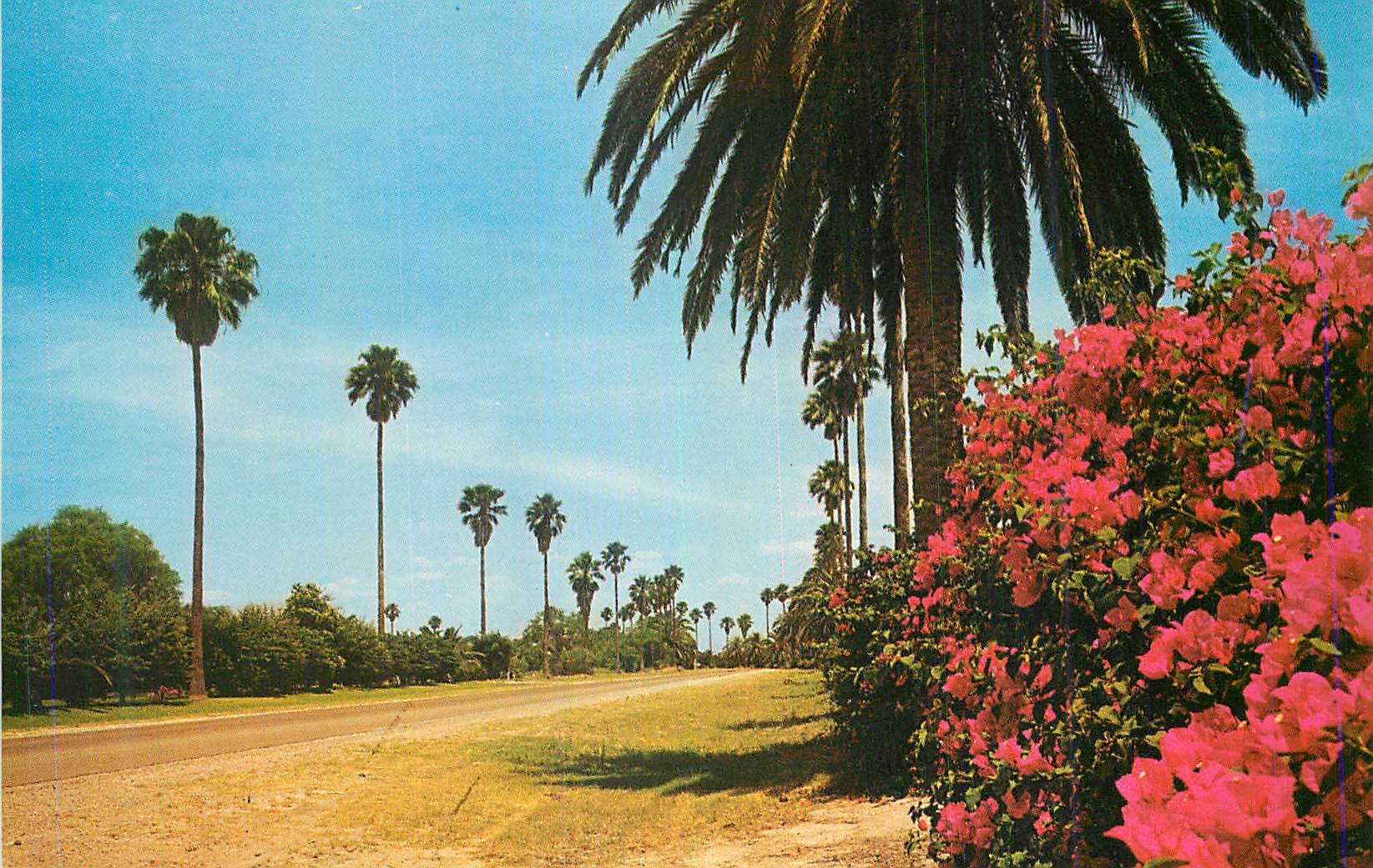 CPA Greetings from The Lower Rio Grande Valley of Texas The Land of Palms et Flowers