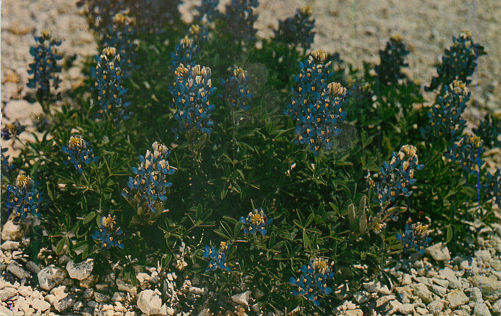 CPA Bluebonnet the State Flower of Texas as Seen along Texas
