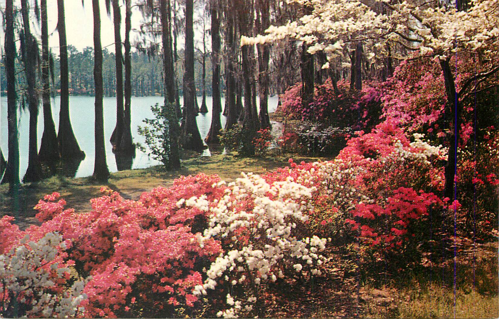CPA Early Spring