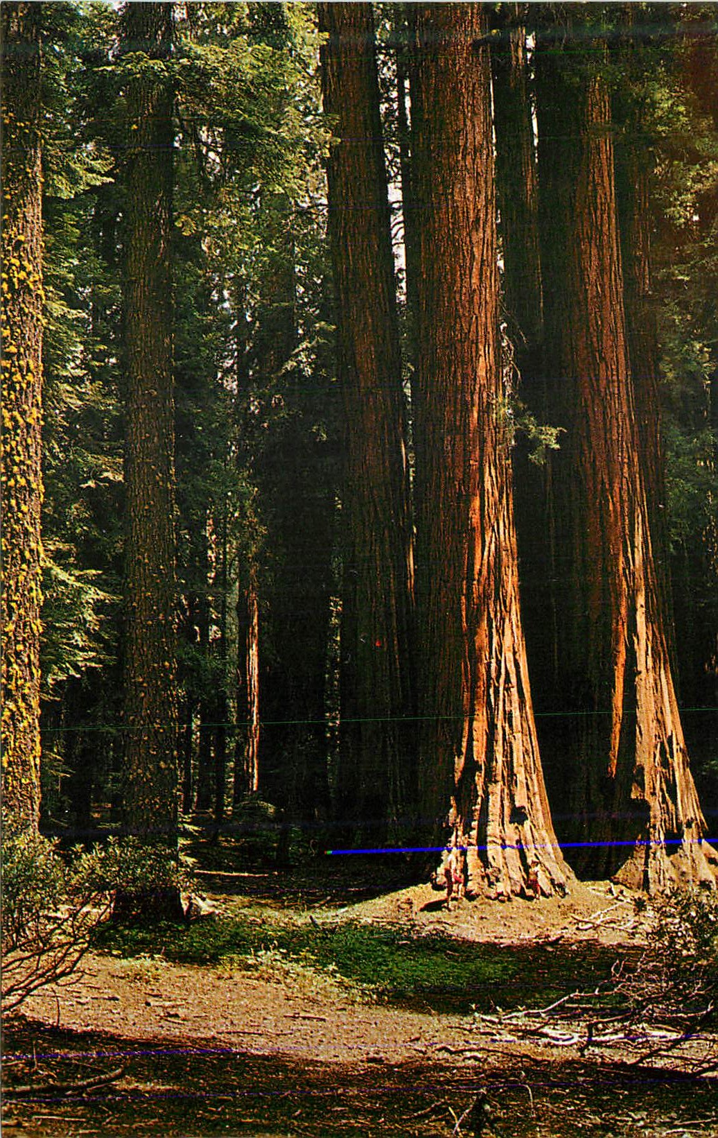 CPA Giant Redwoods The California House Group