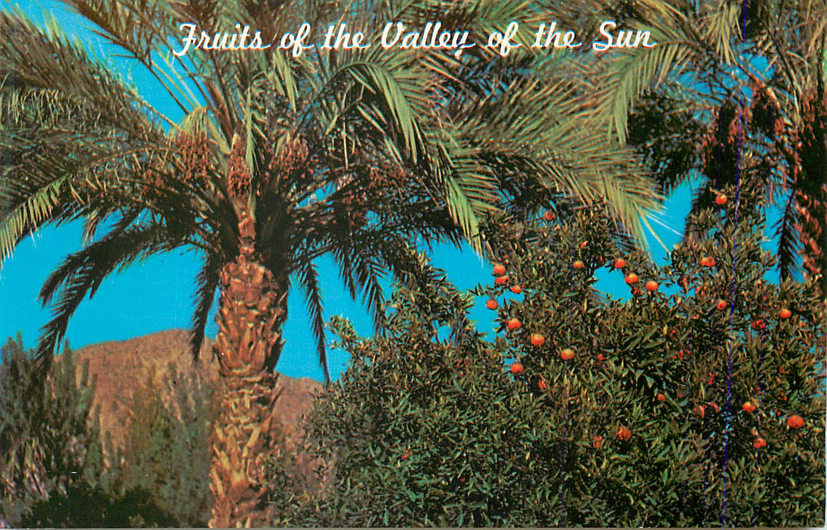 CPA Fruits from the Valley of the Sun