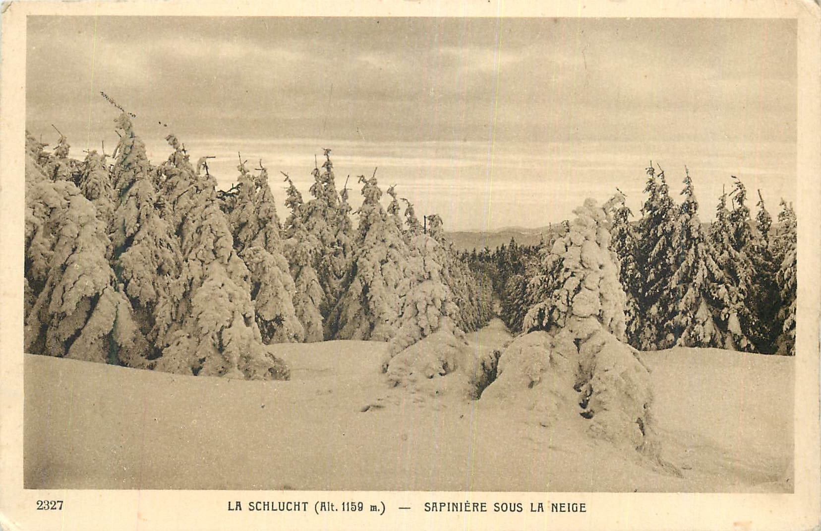 CPA La Schlucht (Alt 1159 m) Sapiniere sous la Neige