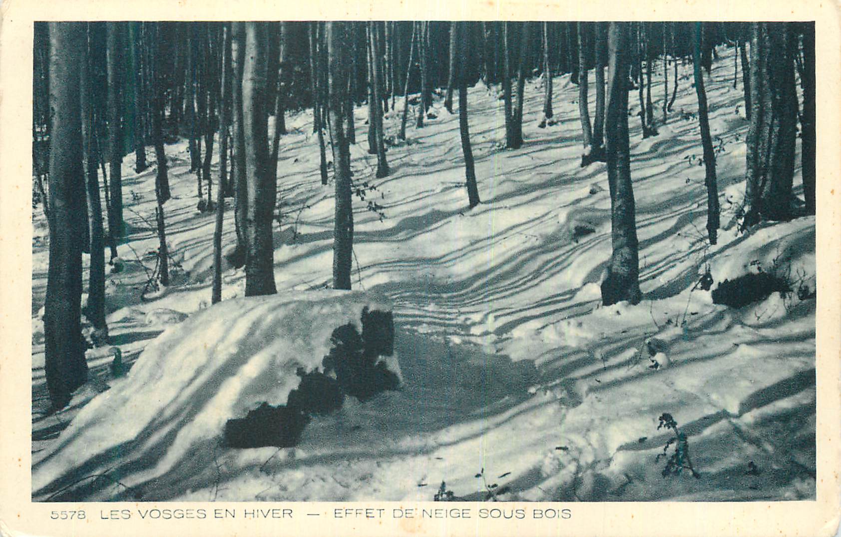 Les Vosges en hiver — Effet de neige sous bois — 5578