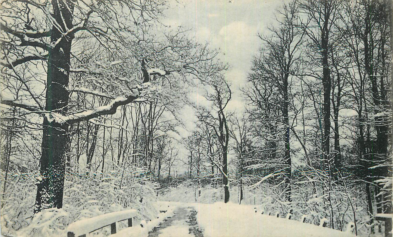 CPA Foret dans la neige