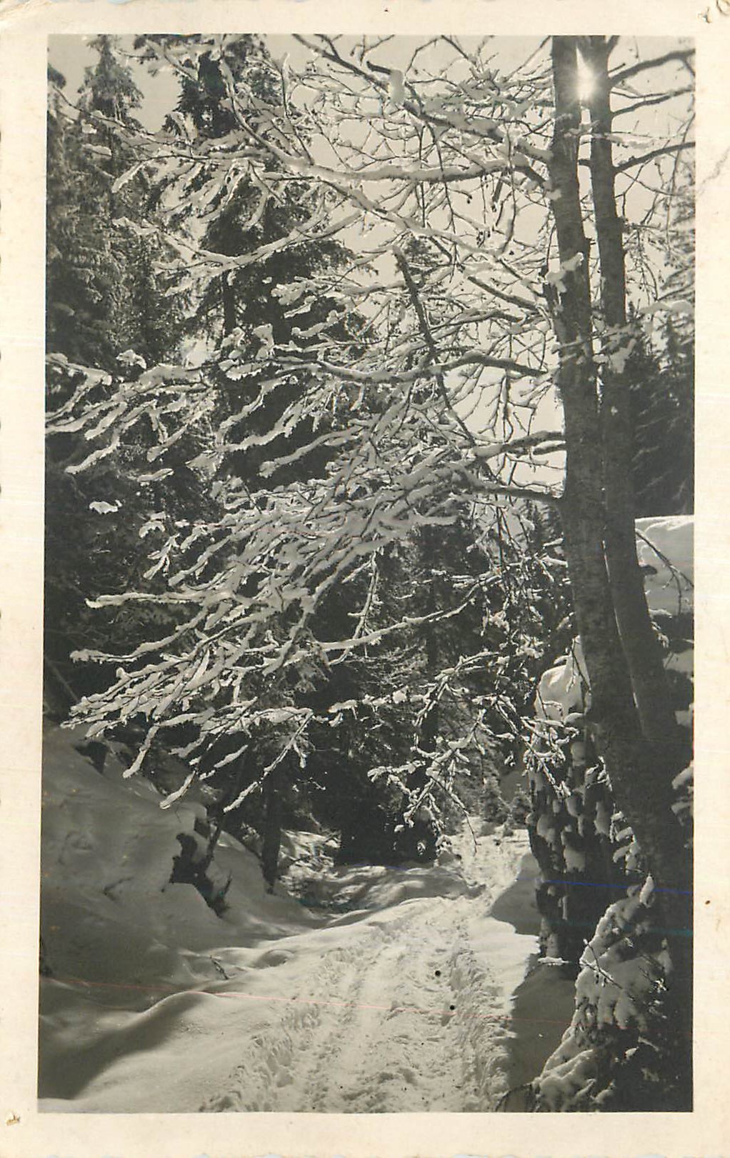 CARTE PHOTO Arbres