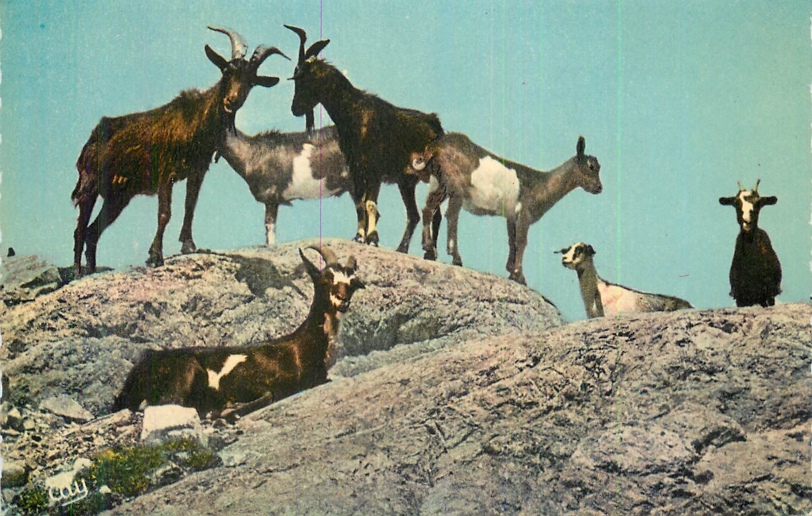 CPM Les Hotes de nos Montagnes Images de Chez nous Chevres en Liberte