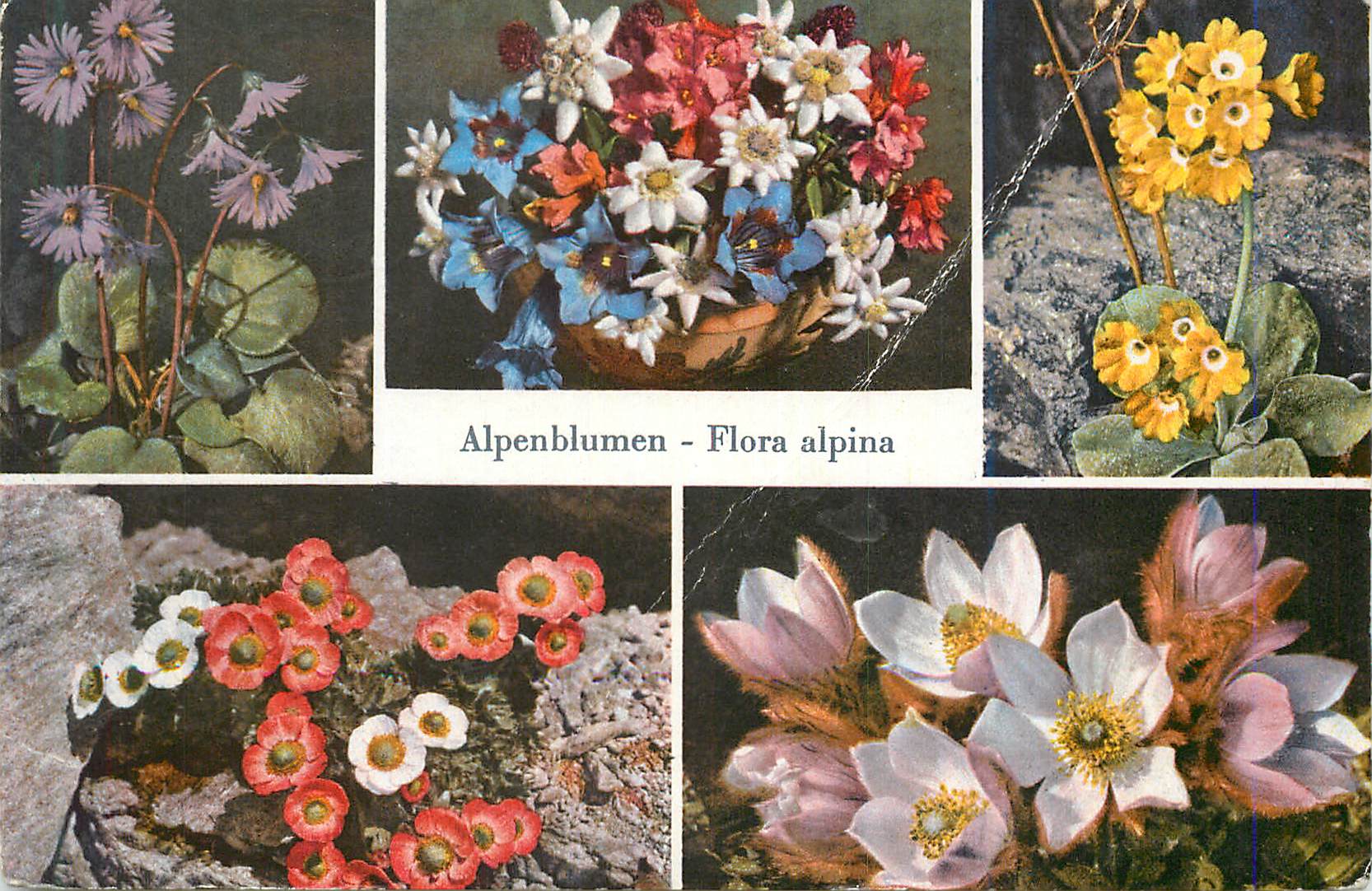 CPM Alpenblumen Flora Alpina