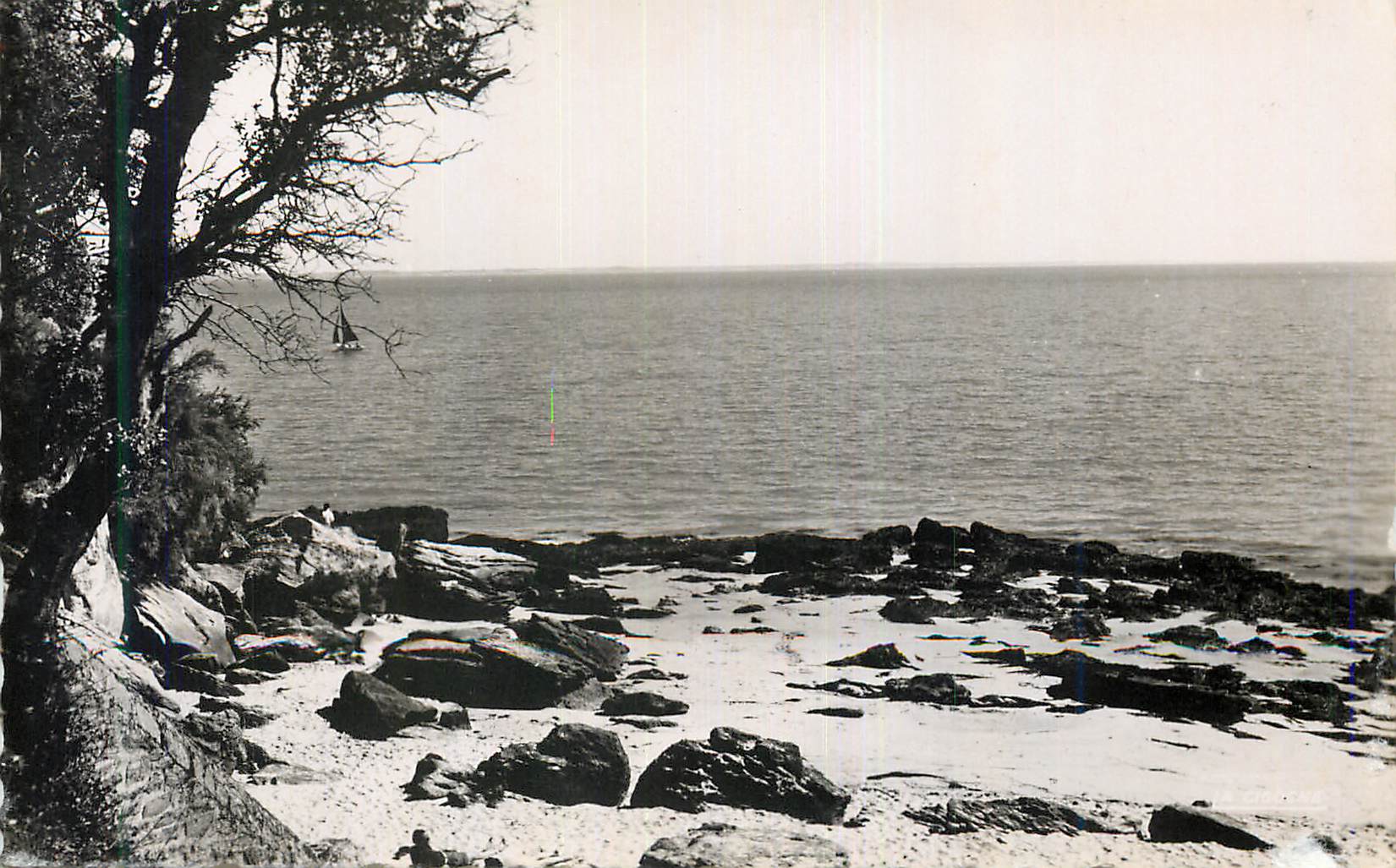CPM Noirmoutier La Cote au bois de la Chaize