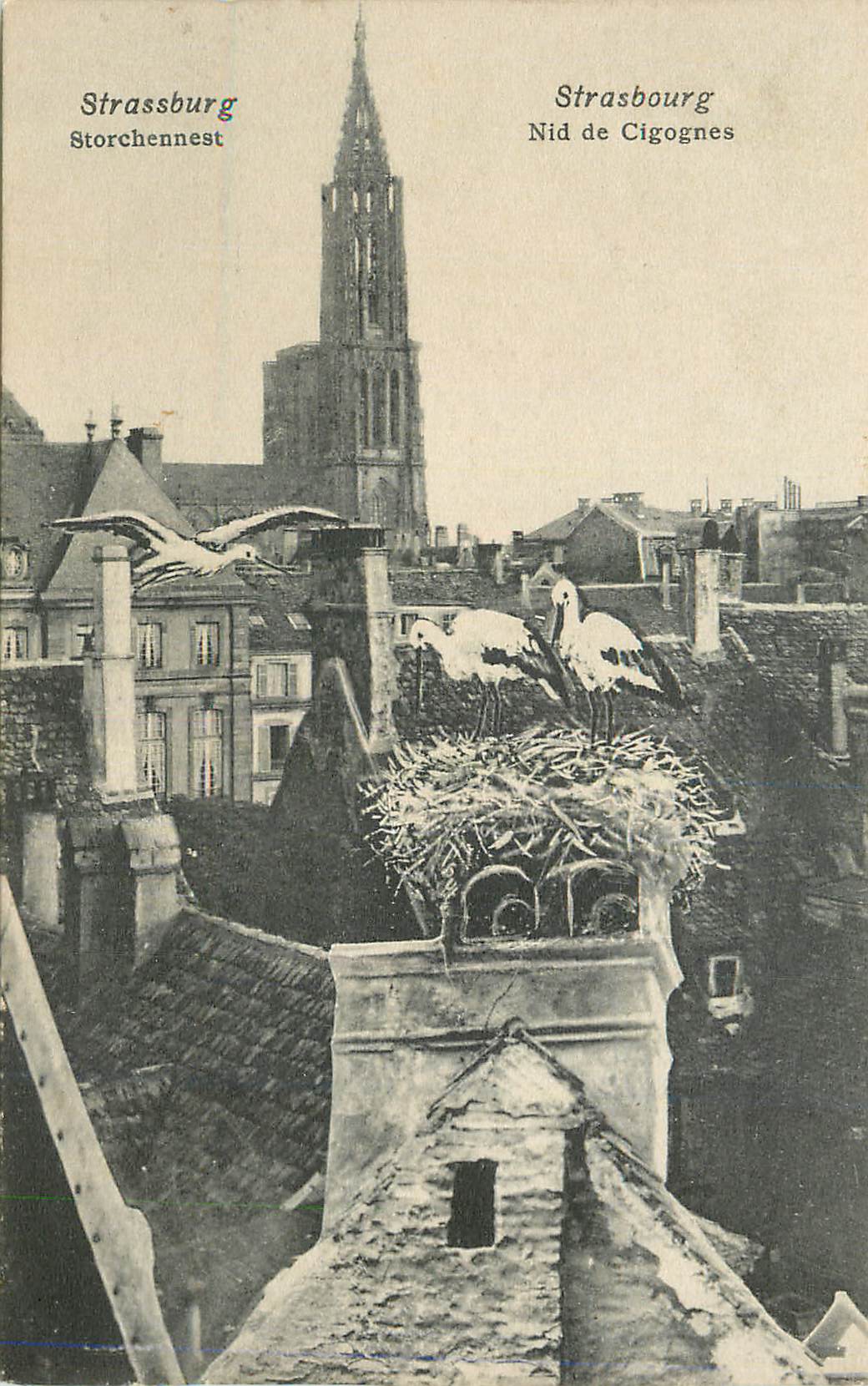 CPA Strasbourg Nid de Cigognes