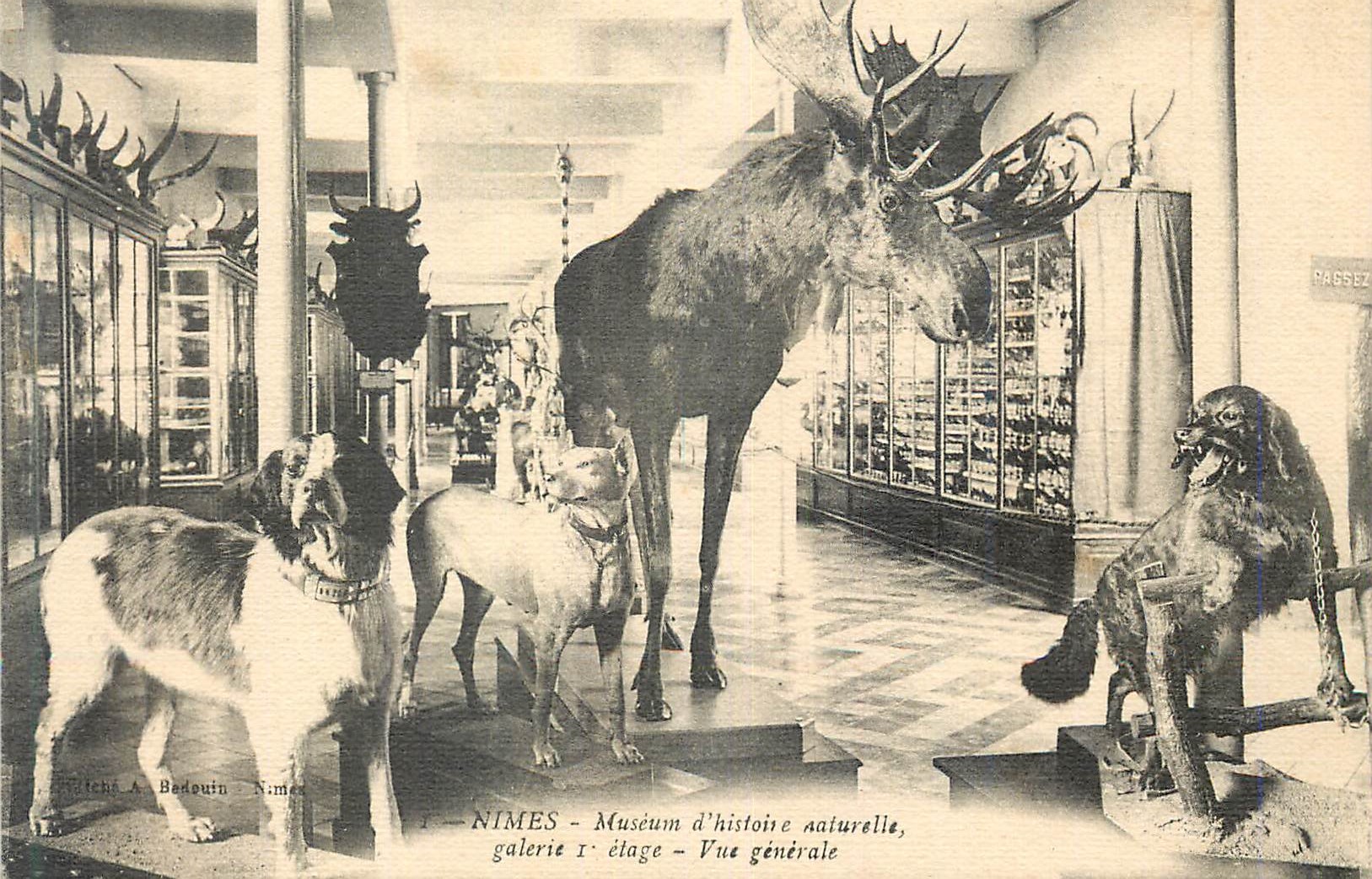 Nîmes - Muséum d'histoire naturelle, galerie 1er étage - Vue générale
