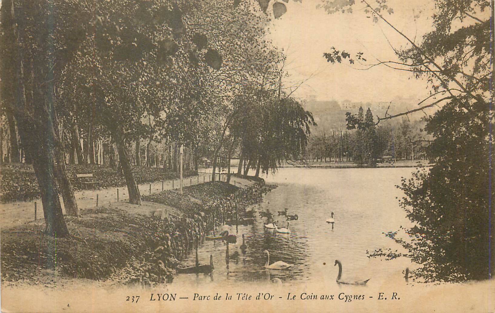 CPA Lyon Parc de la Tete d'Or Le Coin aux Cygnes