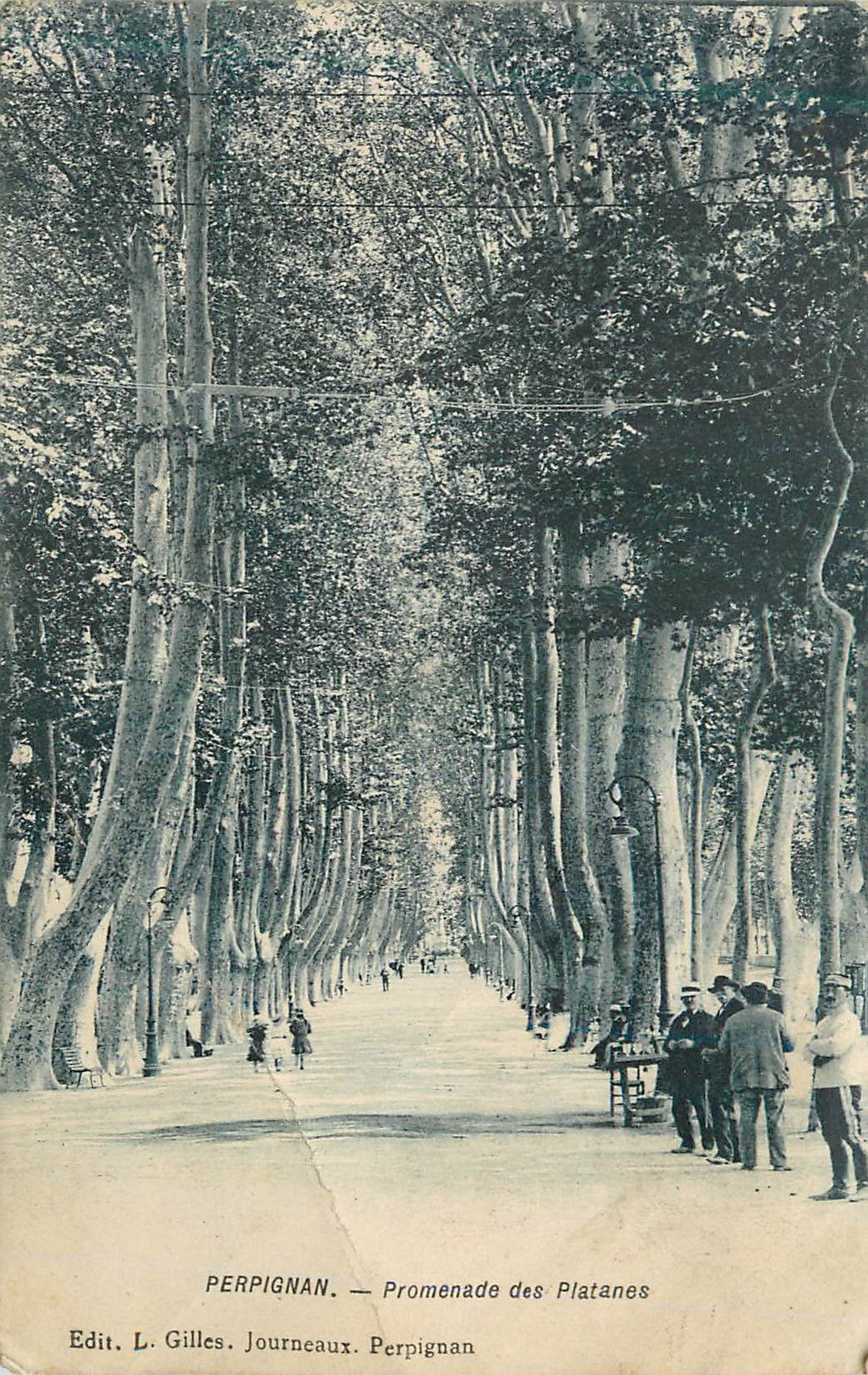 CPA Perpignan Promenade des Platanes