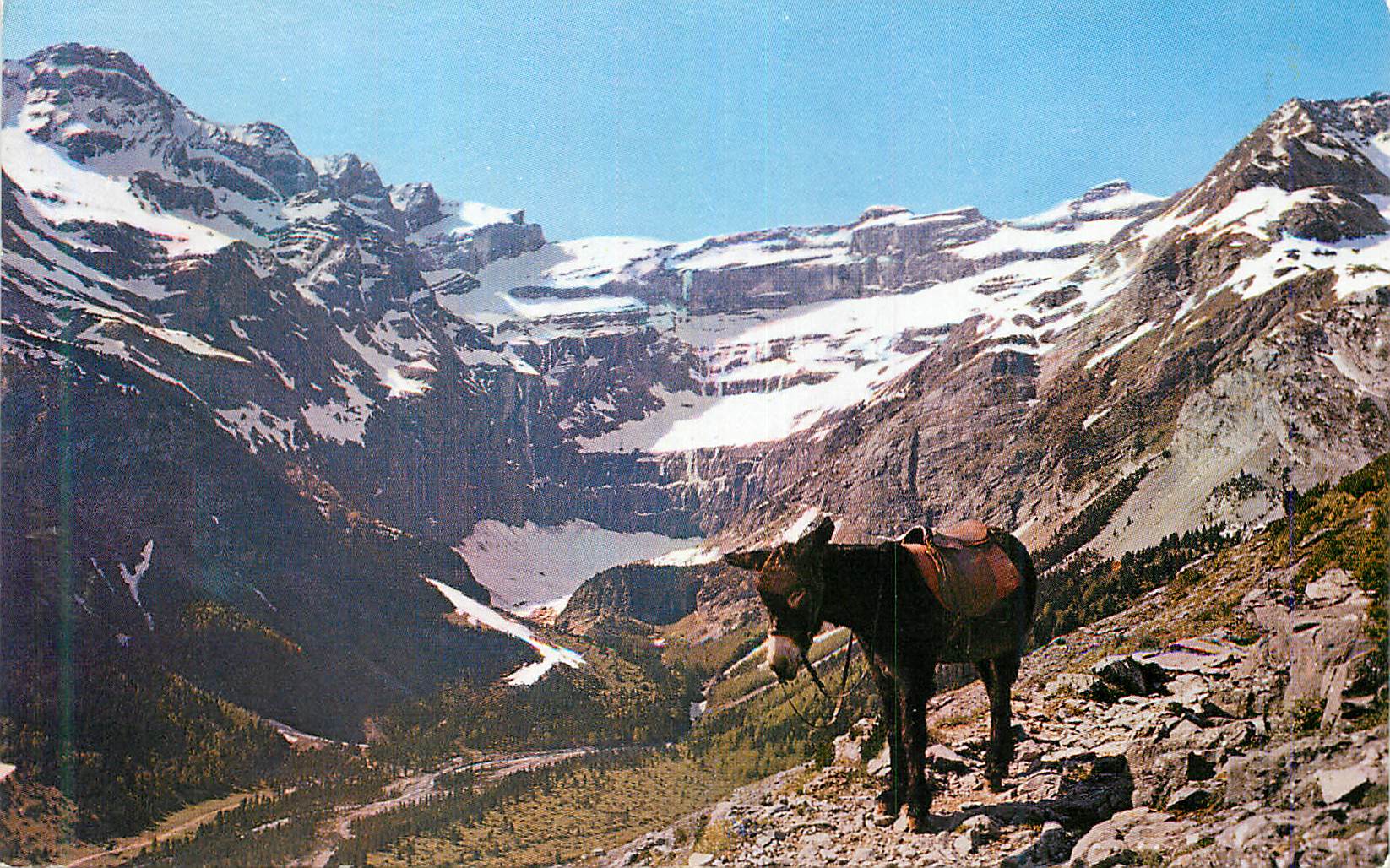 CPM Gavarnie (Htes Pyr) Fatigue mais quel spectacle Ane Donkey