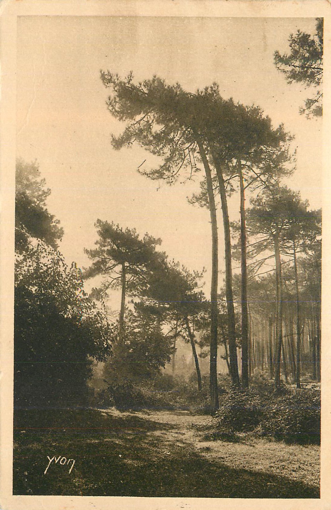 Forêt de pins — vue ensoleillée — Yvonn, n° 17