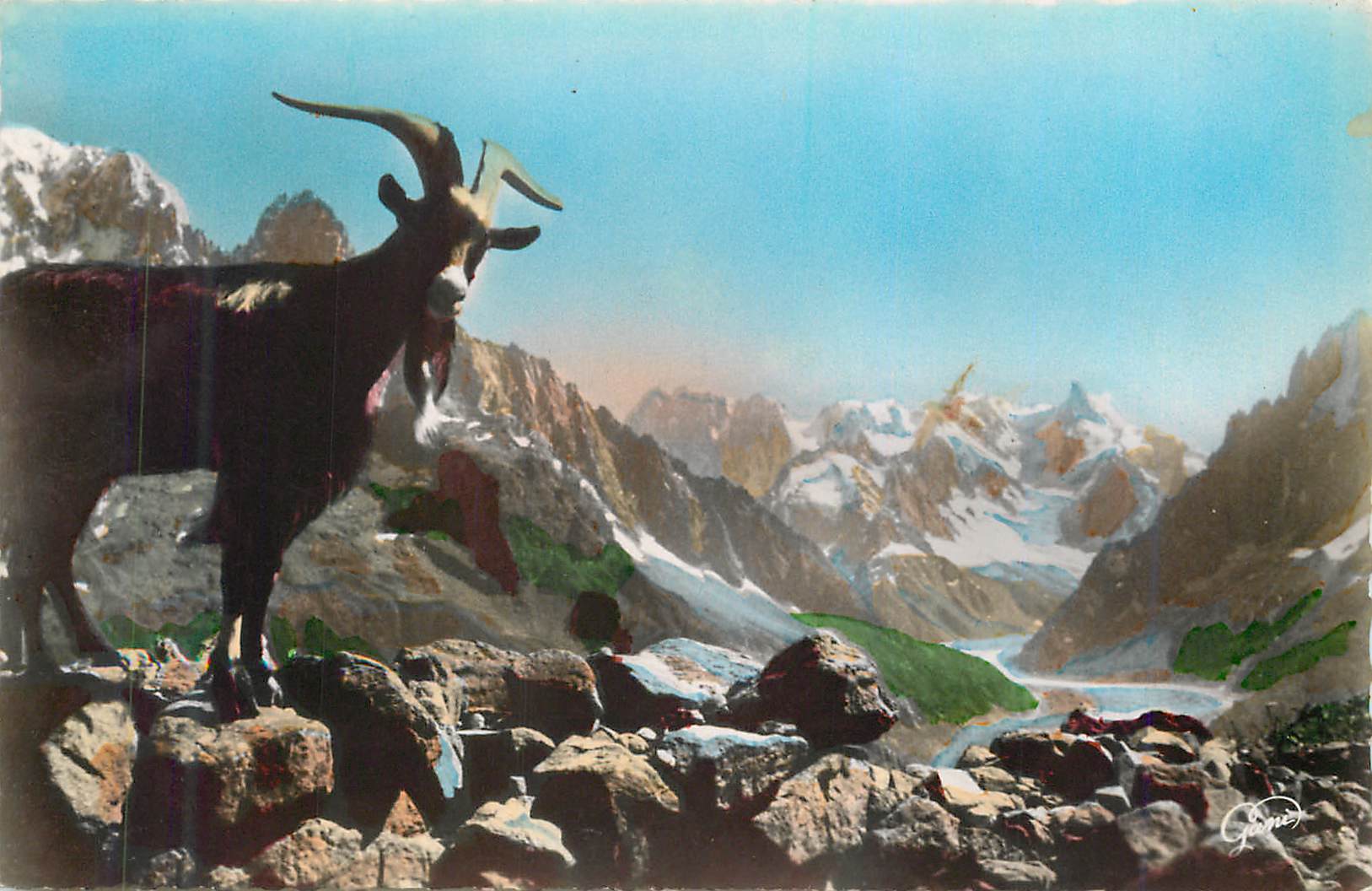 CPM Chamonix Mont Blanc Hte Savoie La Mer de Glace Les Grandes Jorasses et l'Aguille des Grands Charmoz Chevre Bouc