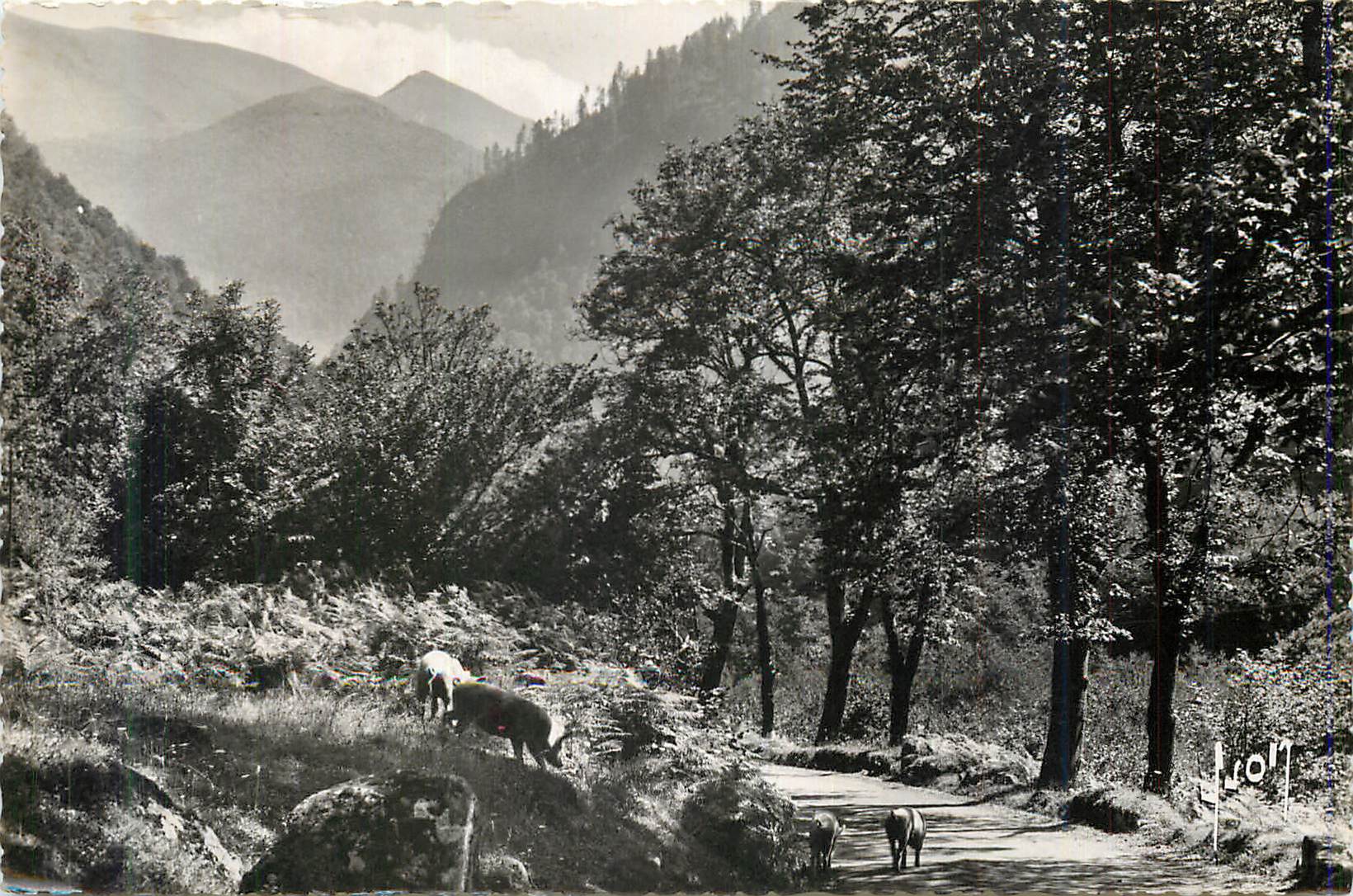 CPM Route de la vallee du lys (hte garonne) la route Cochons Porc